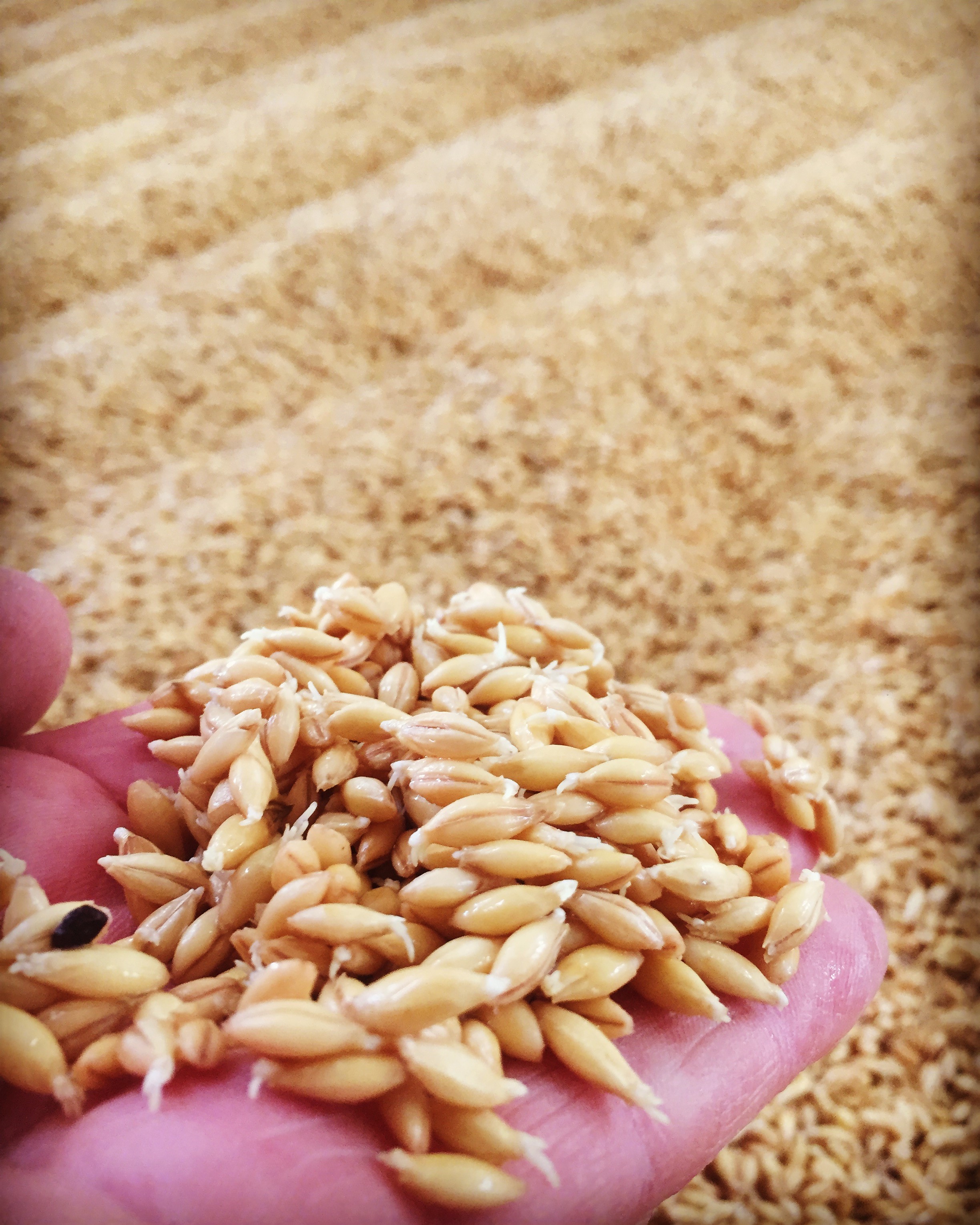 When the Chit hits the floor, not the fan. Floor Malting Mendocino Pinnacle 2 Row in our custom malt-house. We have Sonoma and Napa grown barleys to add to the mix now as well.