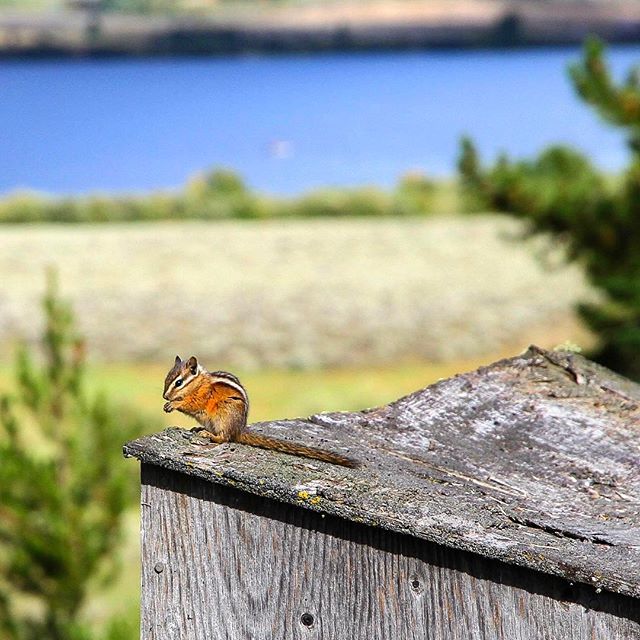 F i r e h o l e  R a n c h ↠  West Yellowstone, Montana 🇺🇸 | 2014