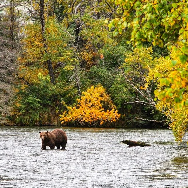 B r o o k s  R i v e r ↠  Katmai National Park, Alaska 🇺🇸 | 2015