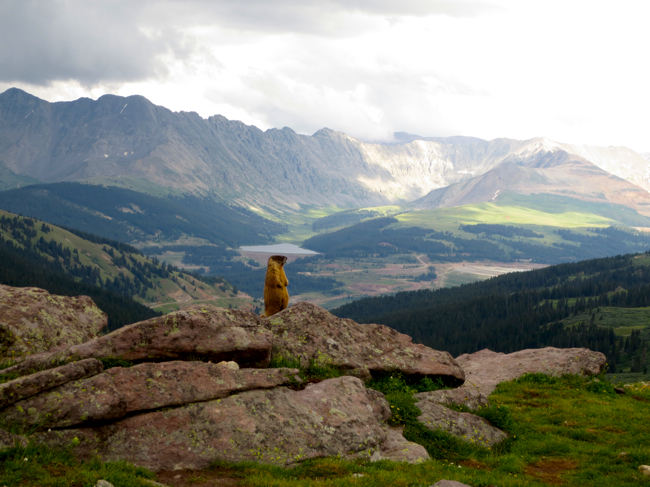 This little guy lives up on Searle Pass. Perhaps Scott Shirey will see him - he was awfully bold last summer.