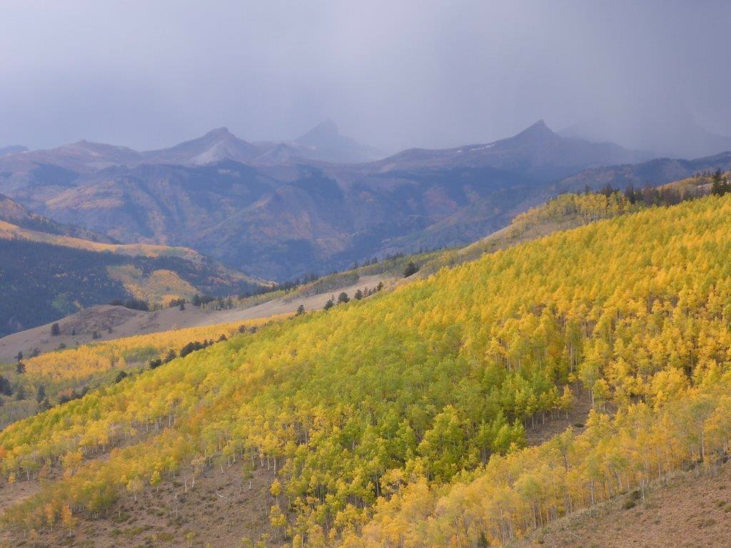 The aspens are starting their annual show (photo by Bob Graham)