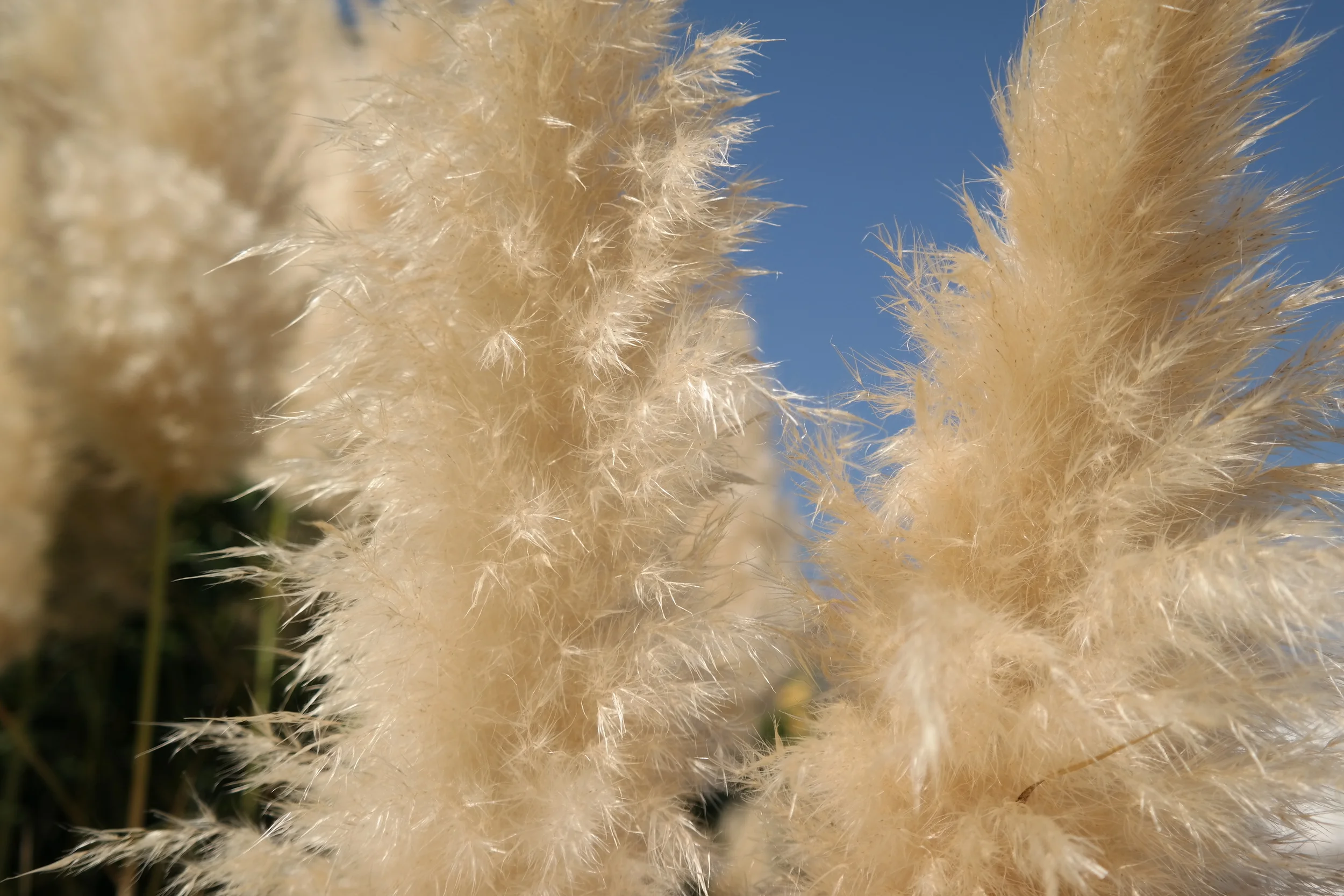 I can't remember what these are called. Anyone?