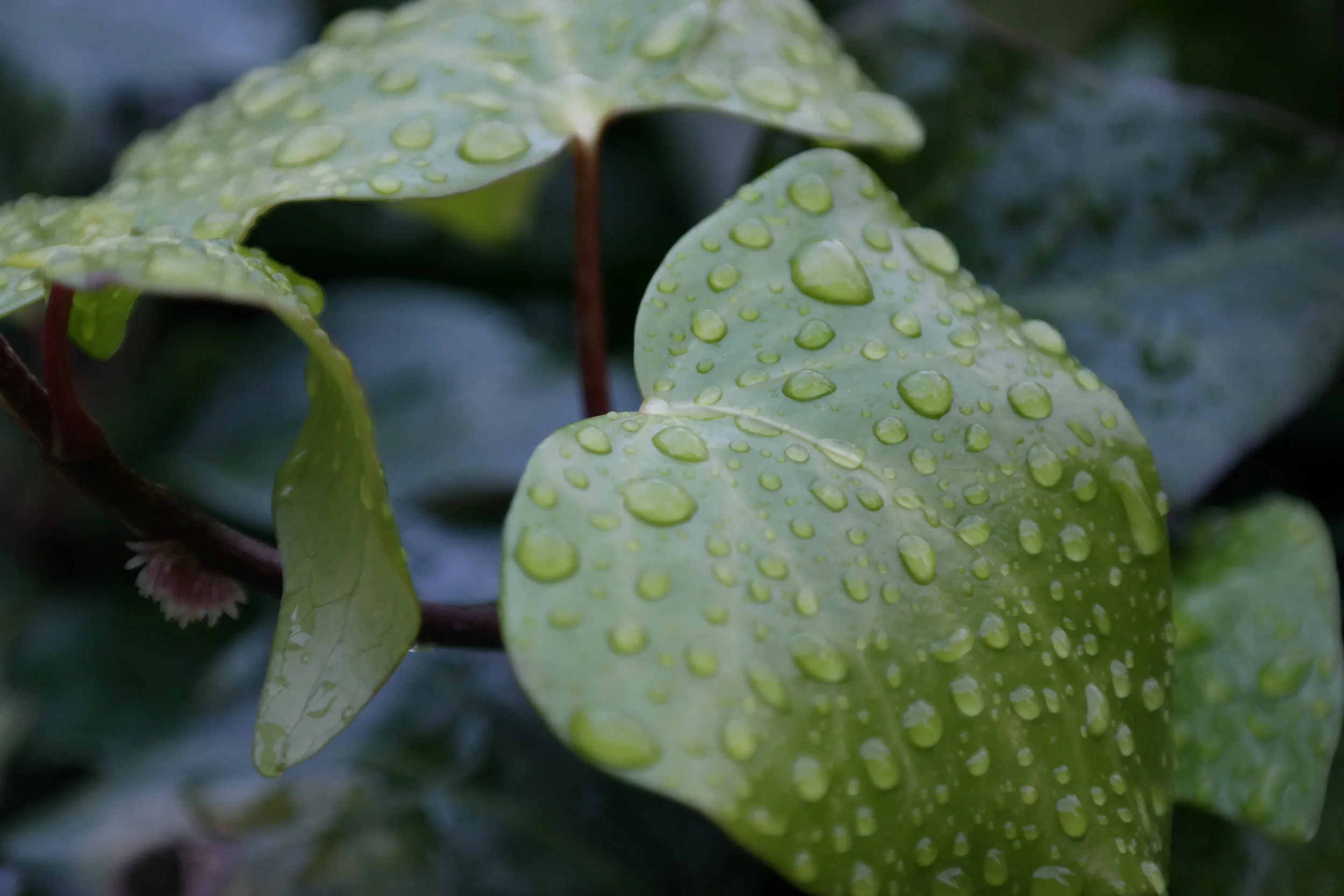 It rained off and on, but we were so thankful it didn't rain all weekend like the weather forecast said it would.