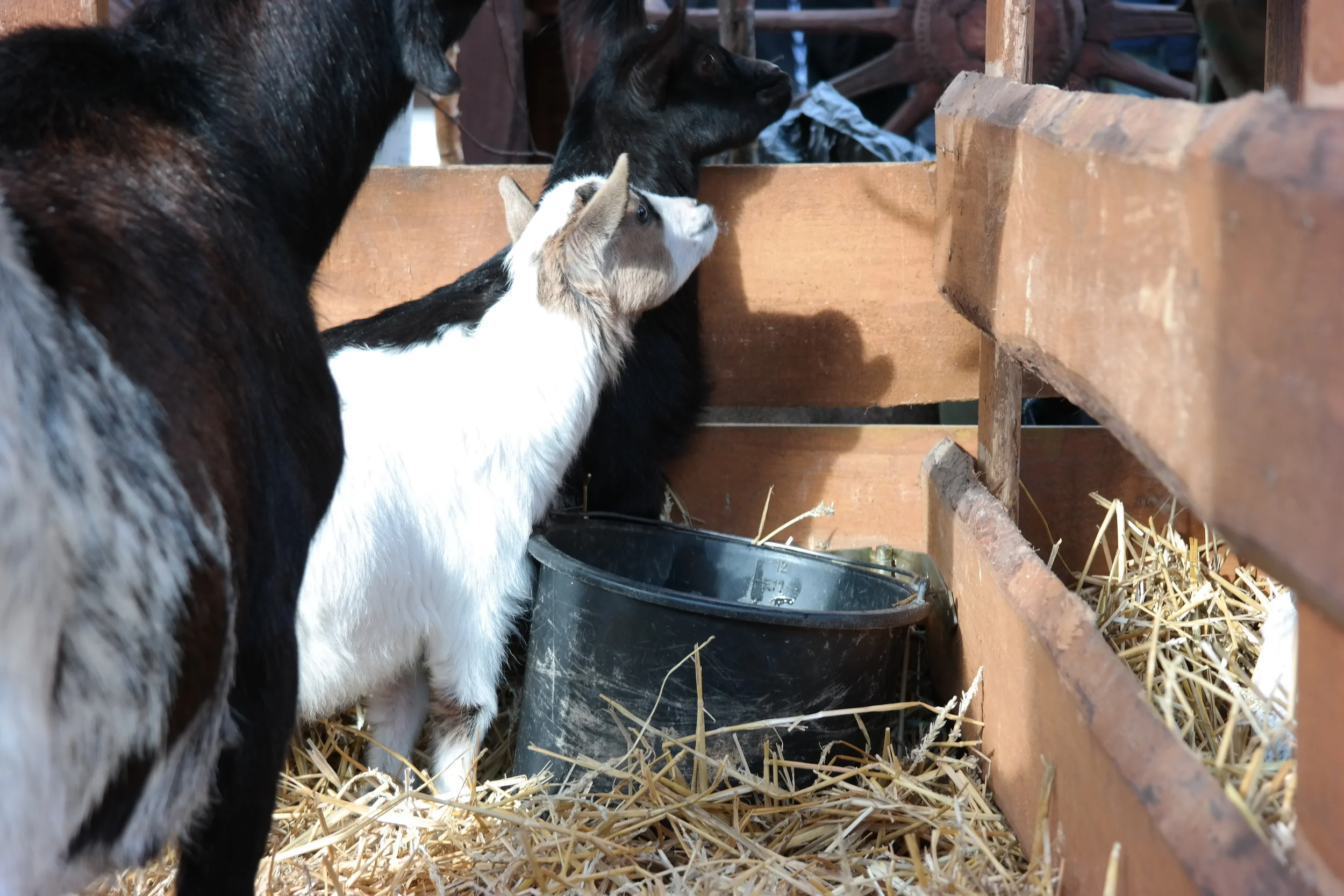 No trip is complete without a goat sighting. #thankgoodnessforgoats