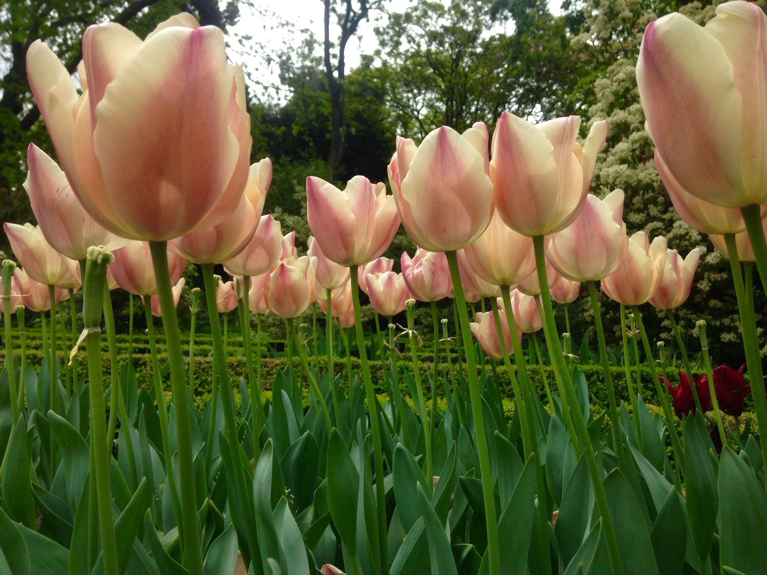 The Royal Botanical Gardens in Madrid are starting to look beautiful. Happy birthday celebration #1 for me.
