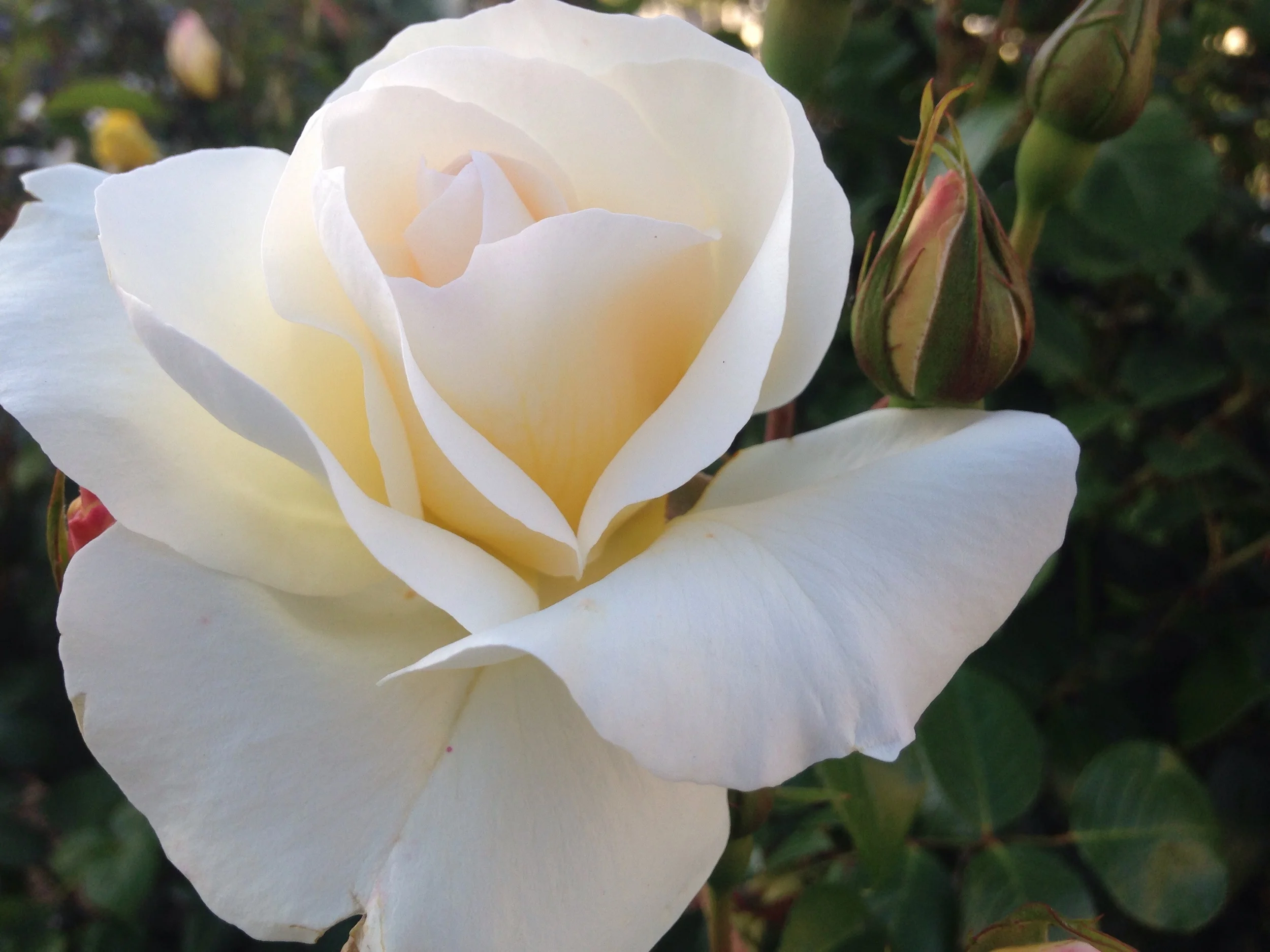 The roses are in bloom in Plaza Cervantes.