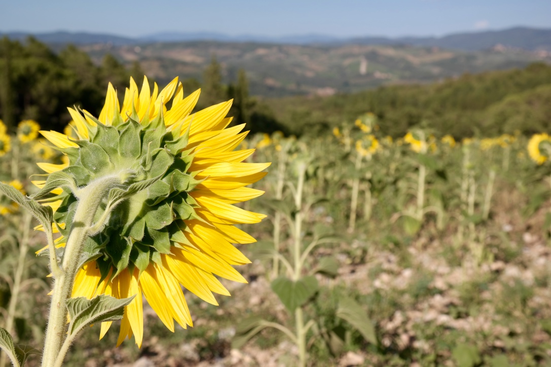 SUNFLOWER FIELDS make my heart very happy! They are everywhere in Tuscany!