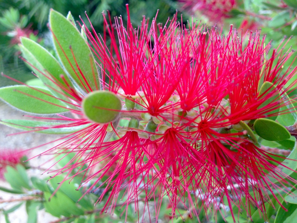 Anyone know what this is? I saw this beauty in the park and snapped a picture of it, but have no clue what it is.