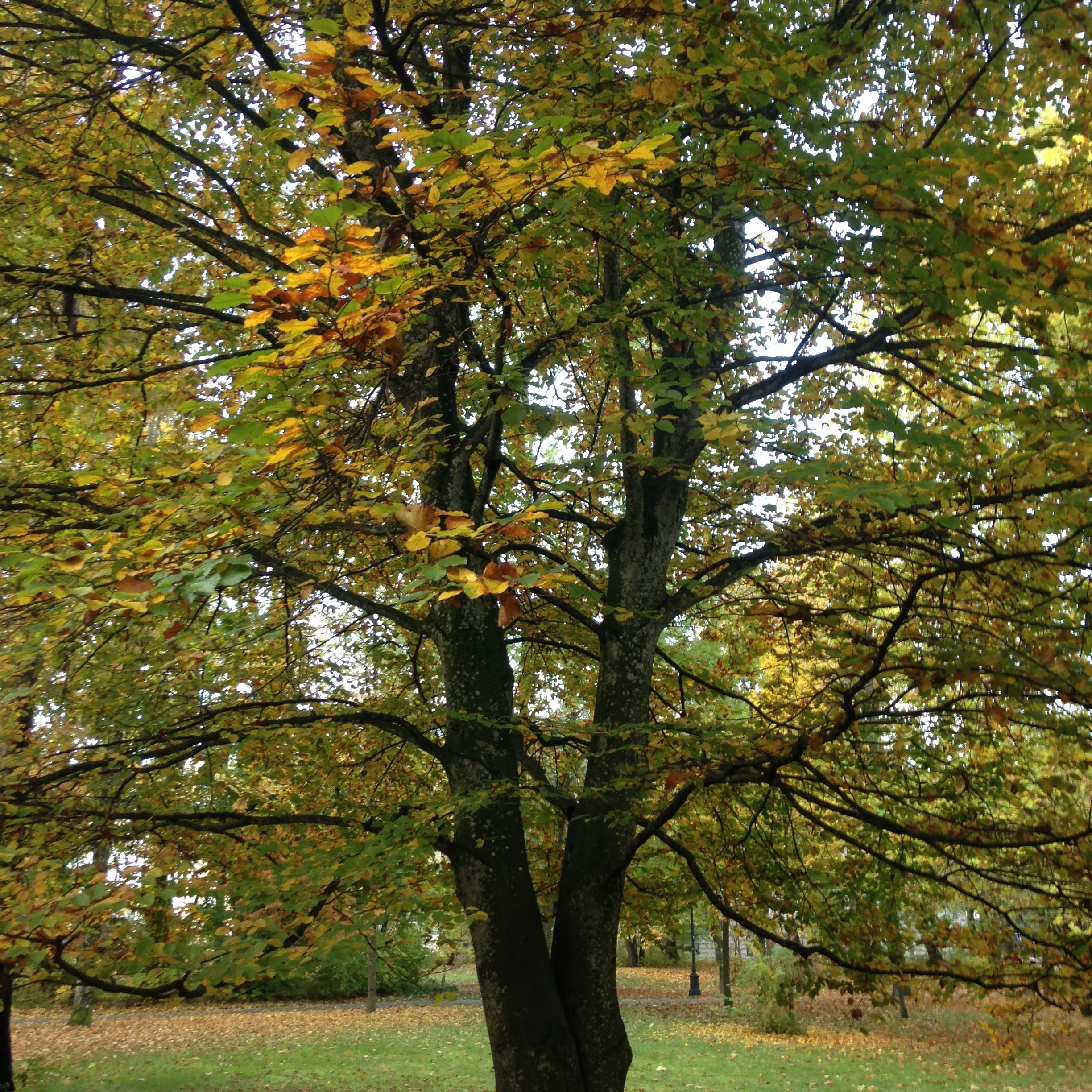 We did get to Germany at a really beautiful time of year.