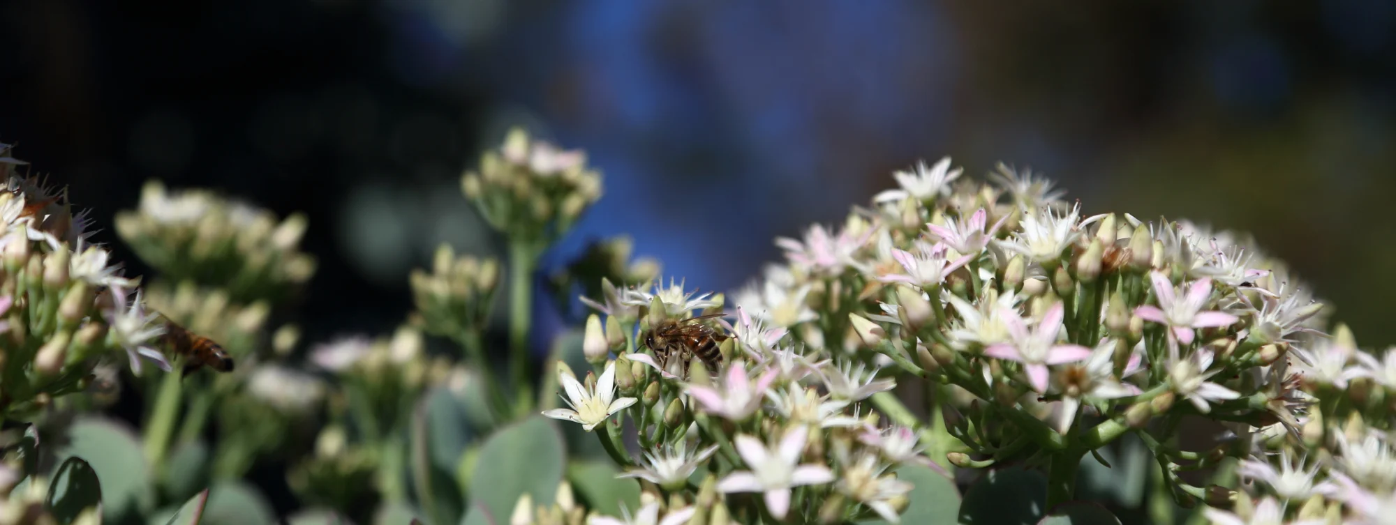 CHWplant_008.JPG