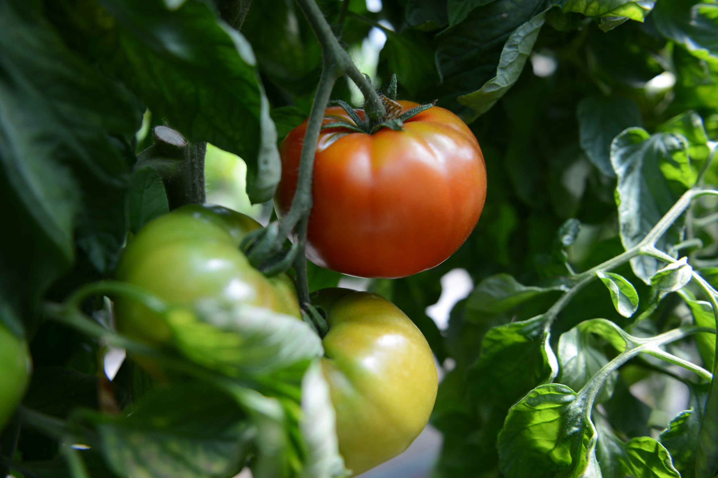Tomatoes in the hoop house