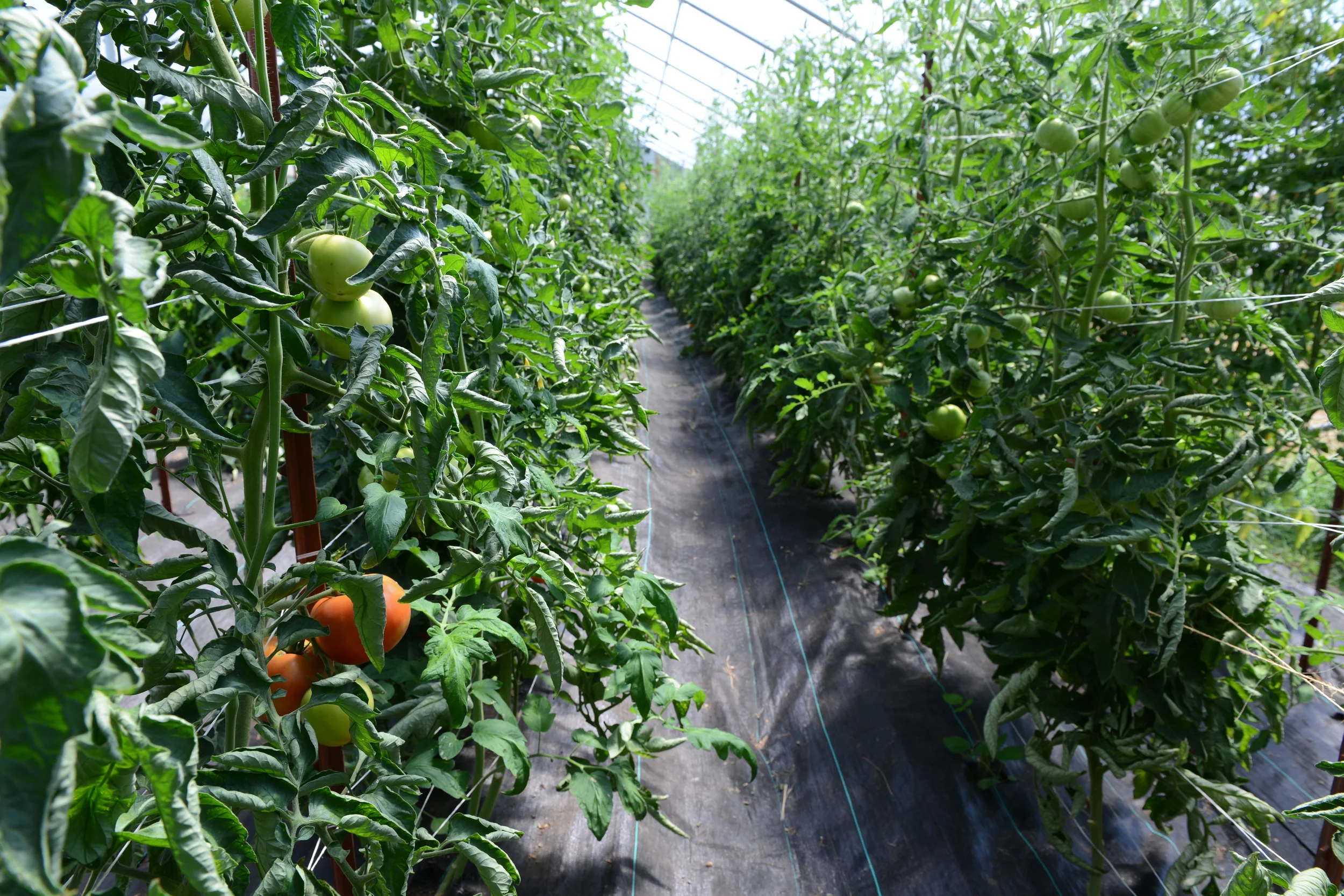 Tomato tunnel