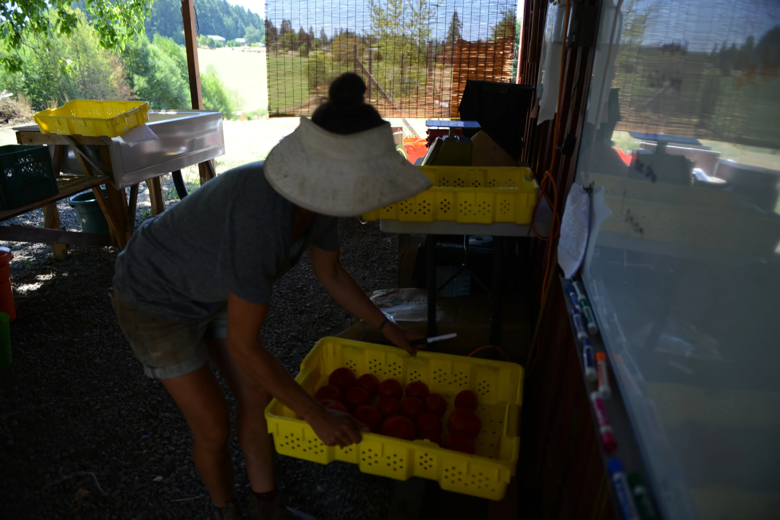 Weighing tomatoes
