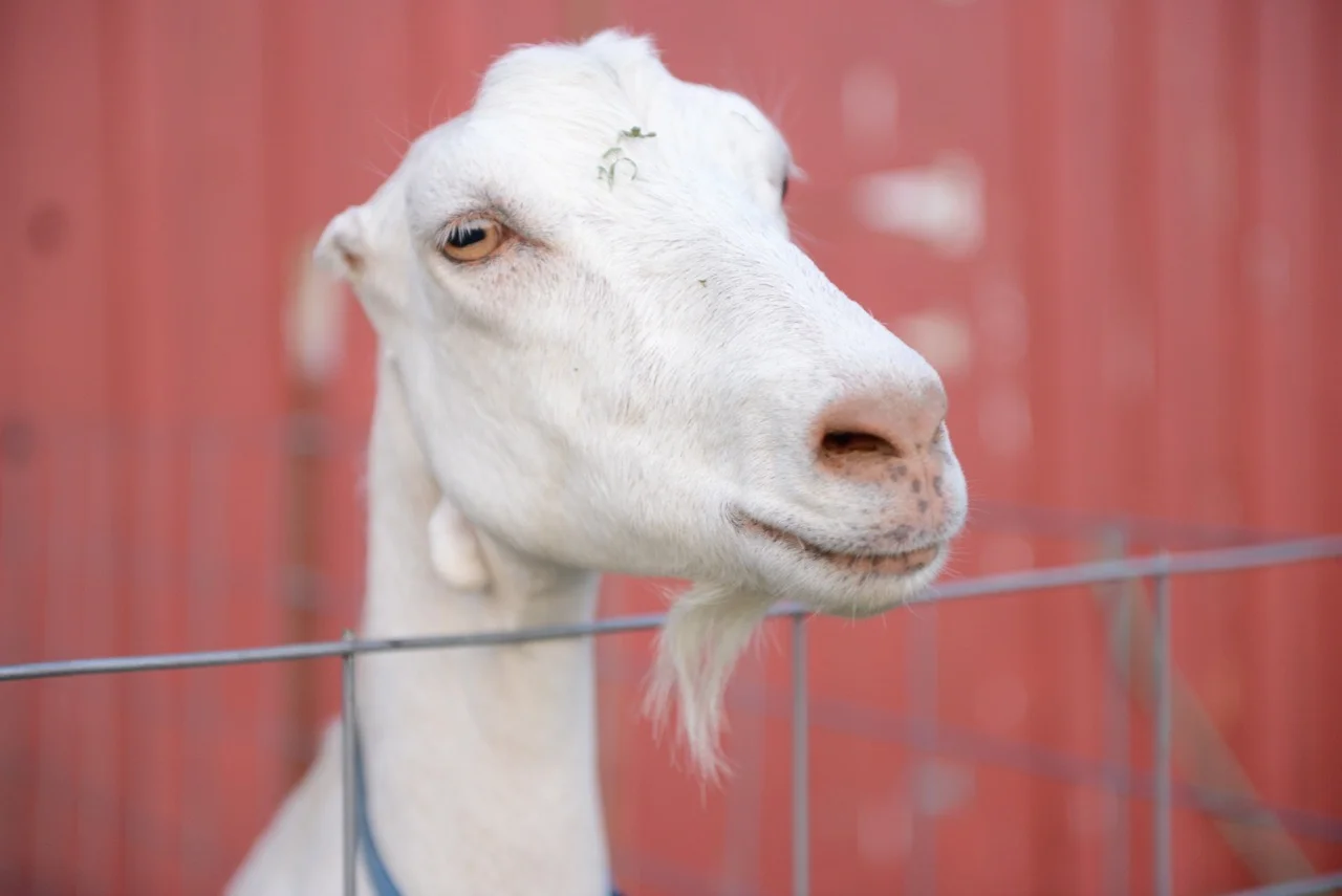 Goat’s Milk Cheese Making 101 