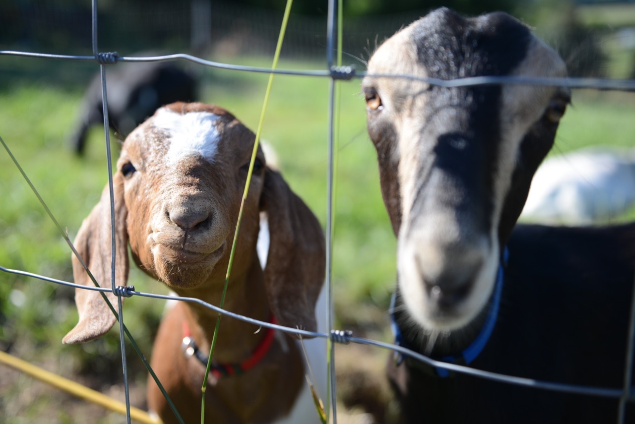 Goat’s Milk Cheesemaking 102