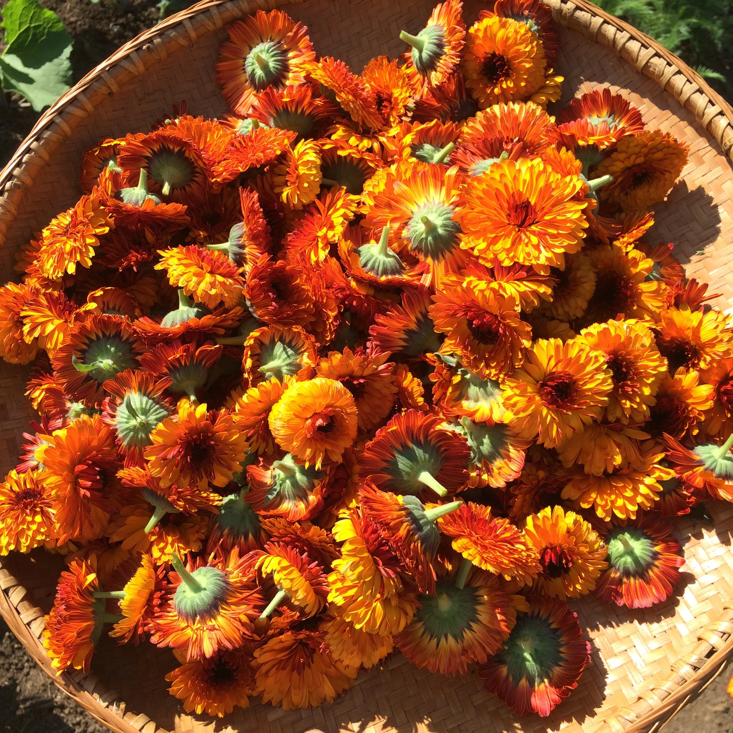 Herbal Self-Care for New Moms