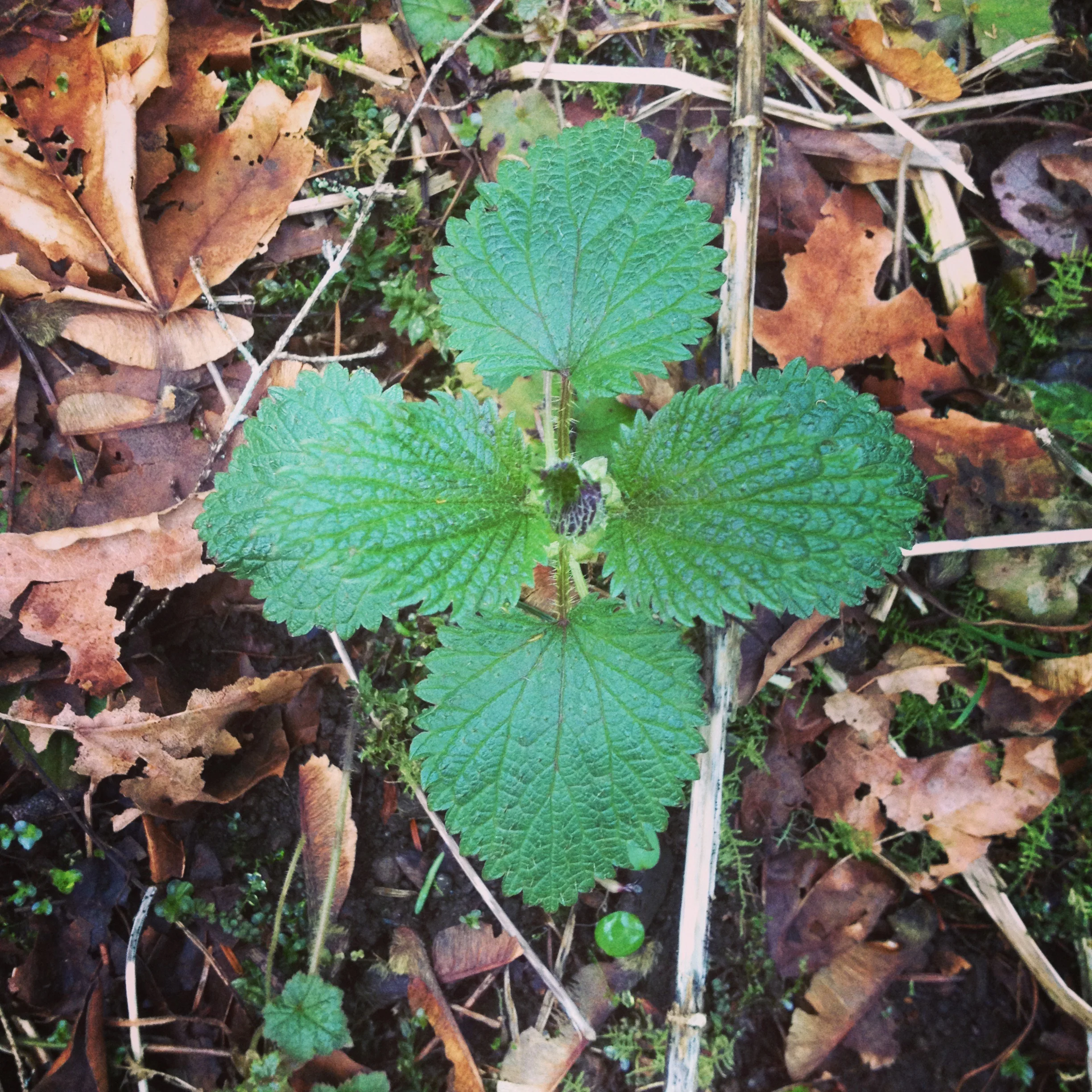 Spring Medicine Making
