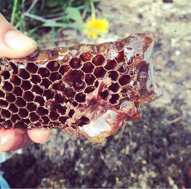 Traditional Herbal Honey Elixirs: Oxymels 