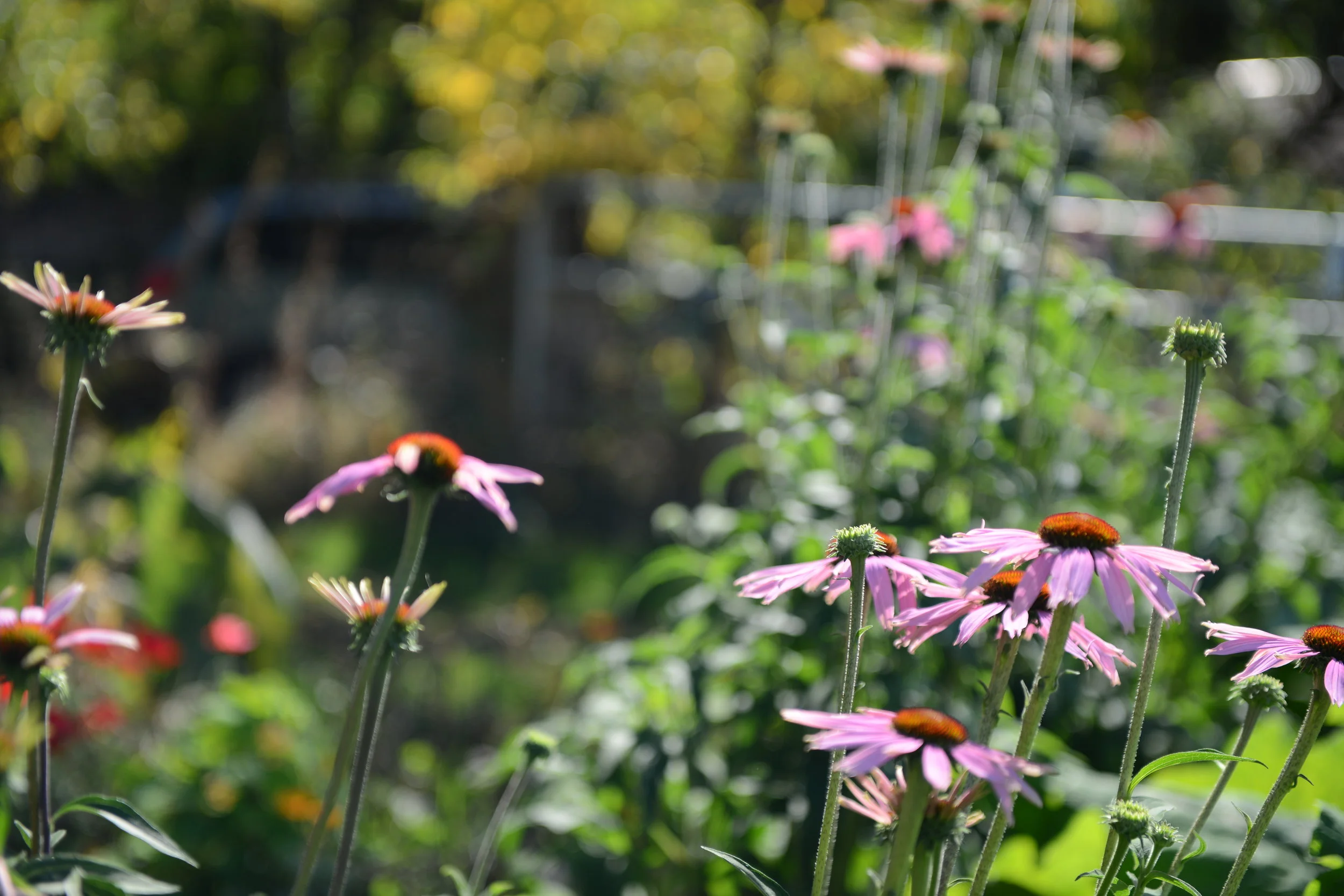 Grow Your Own Medicinal Herb Garden