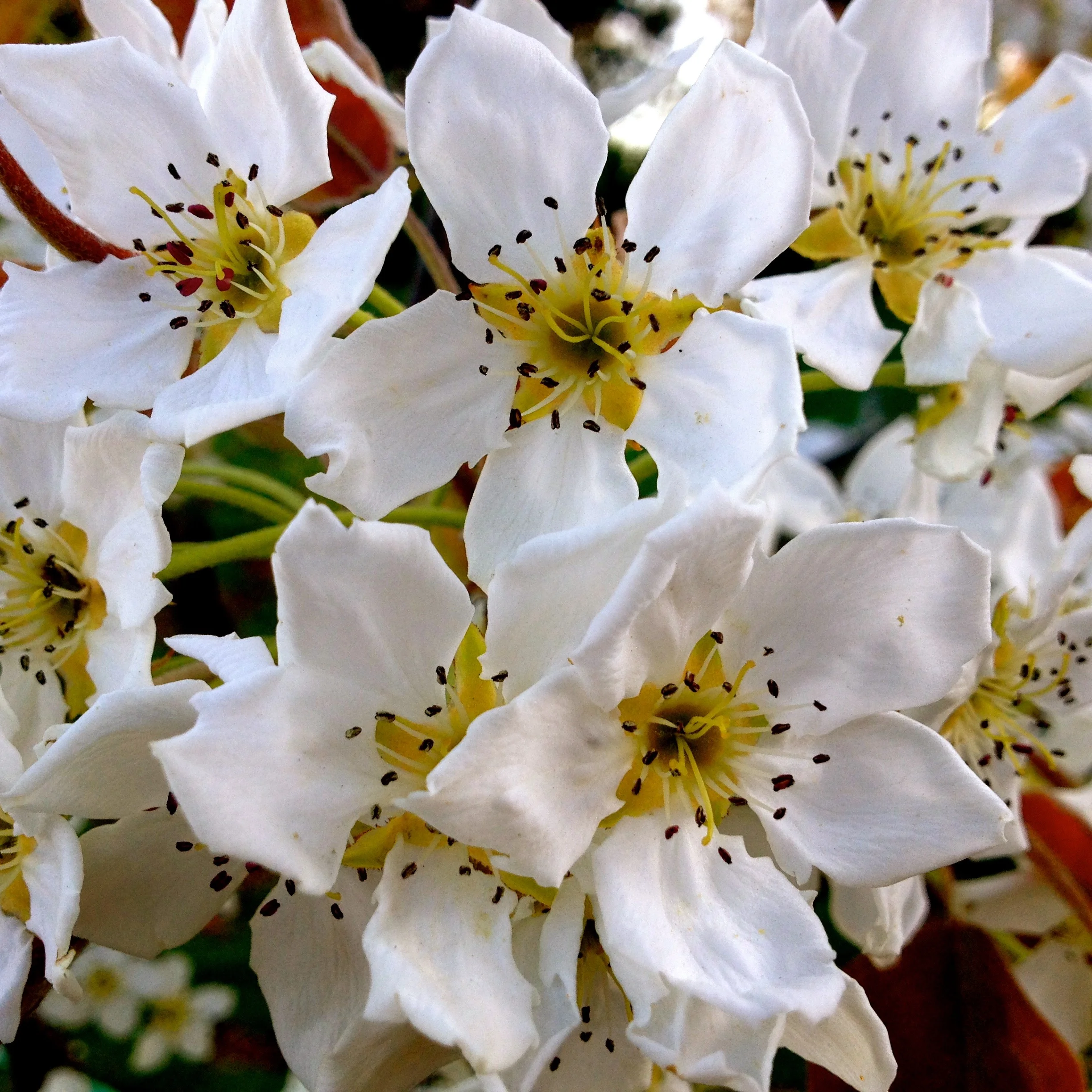 Intuitive Herbalism