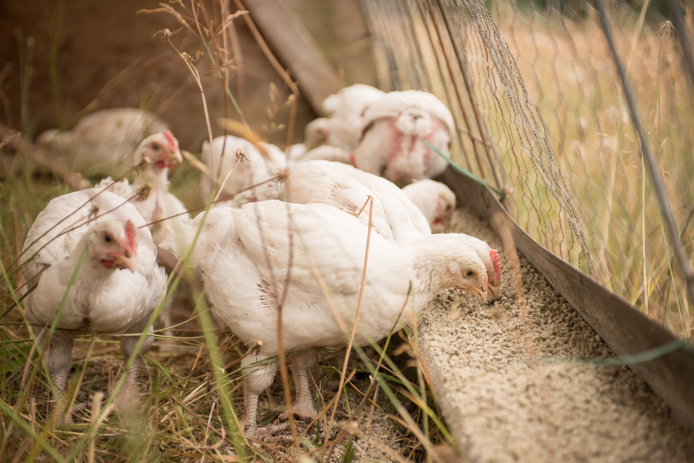 2018_Flying_Coyote_Farm_1064.jpg