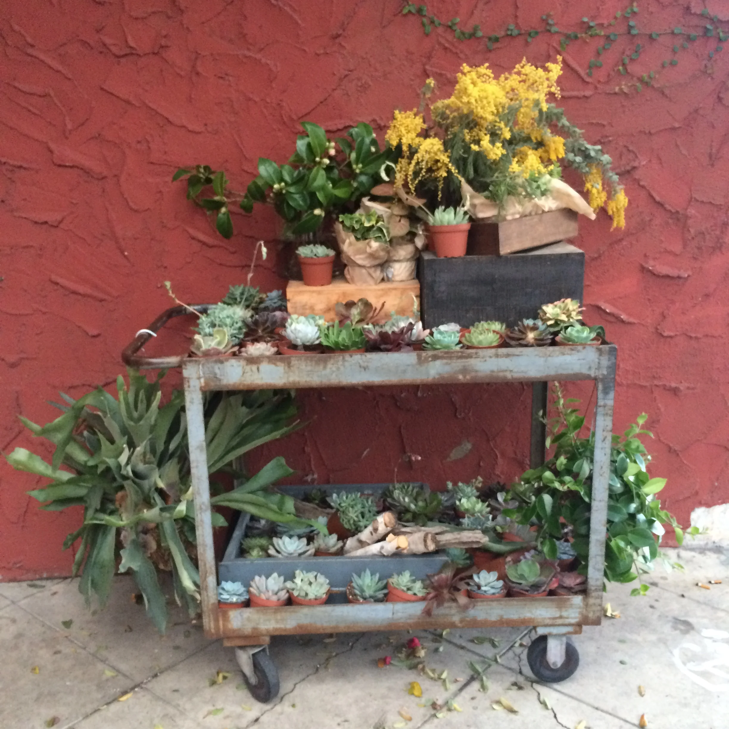 Such succulents! LA aesthetic on point at Clementine Flowers . 