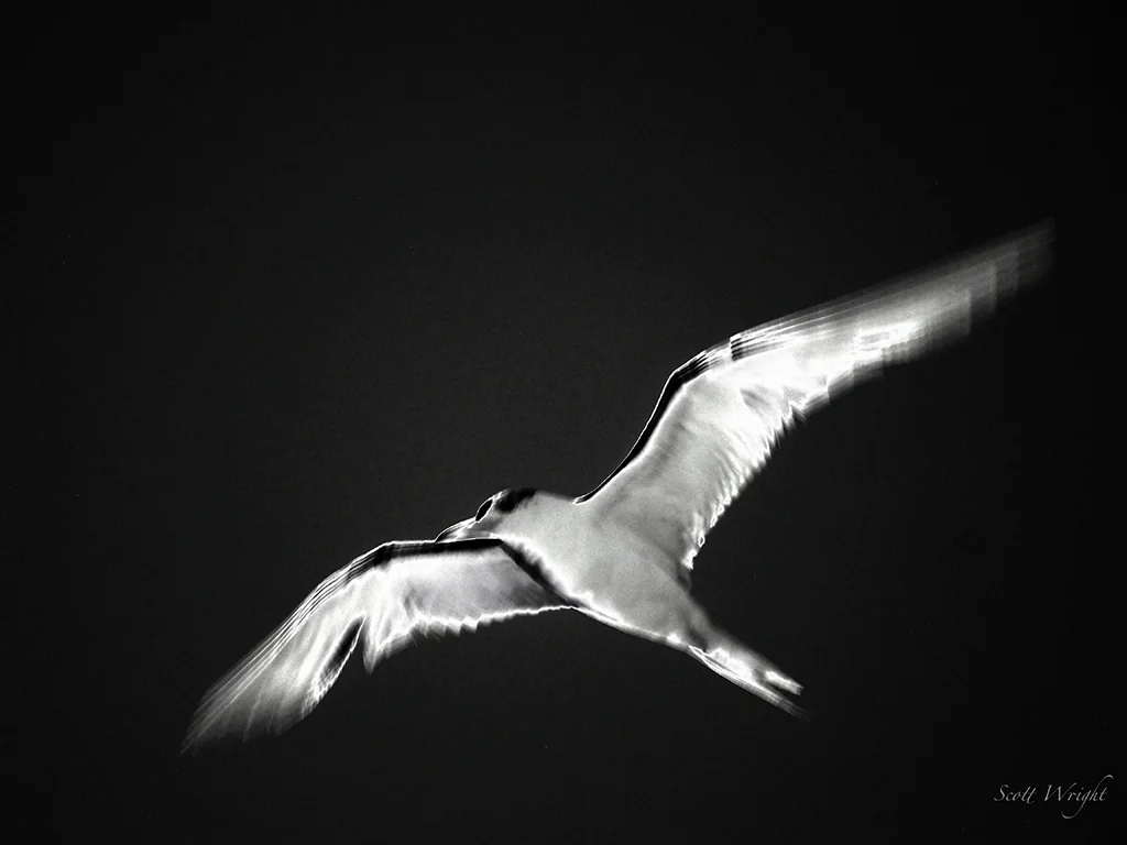 Infrared bird W.A.jpg