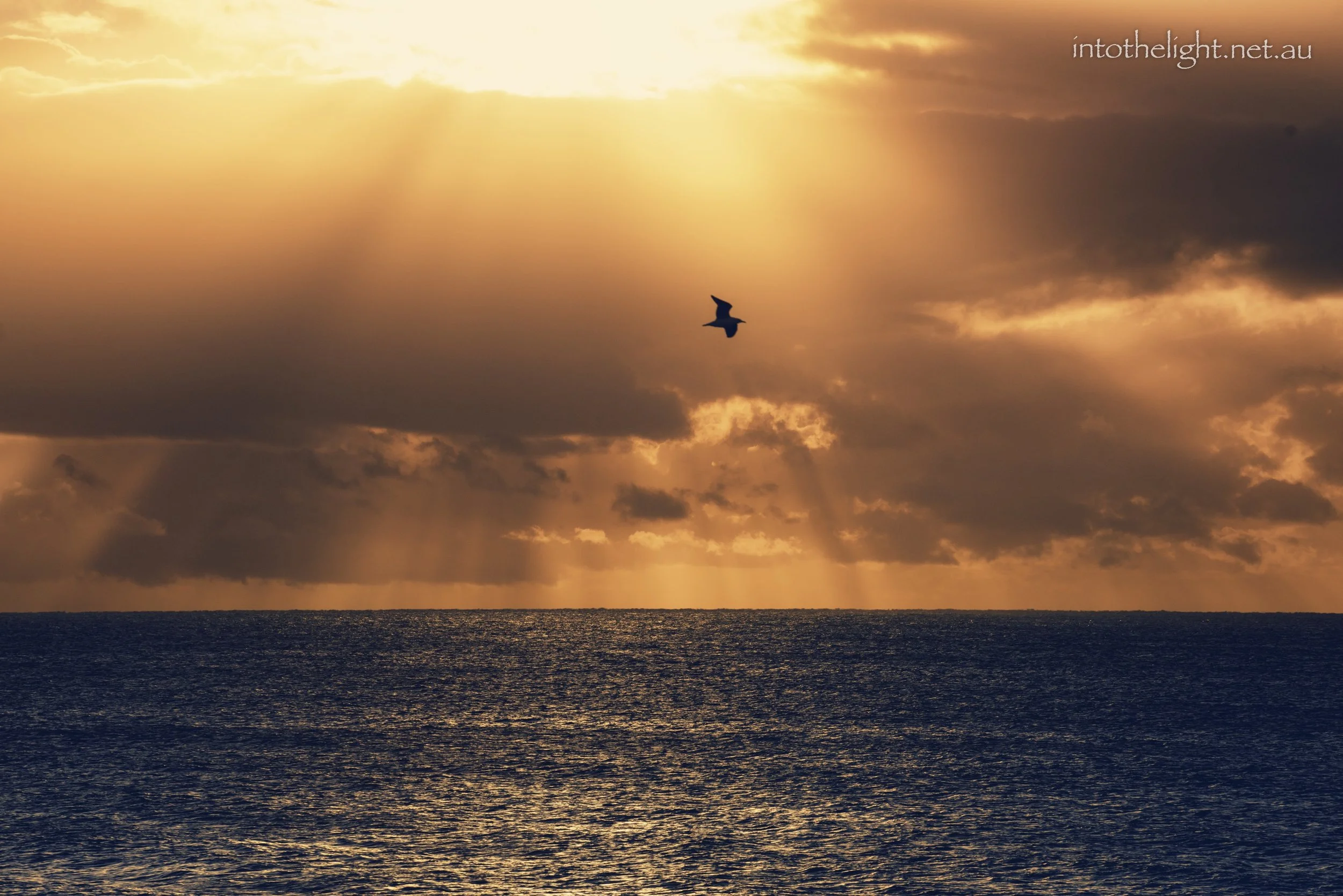 DBar-Bird sunrise.jpg