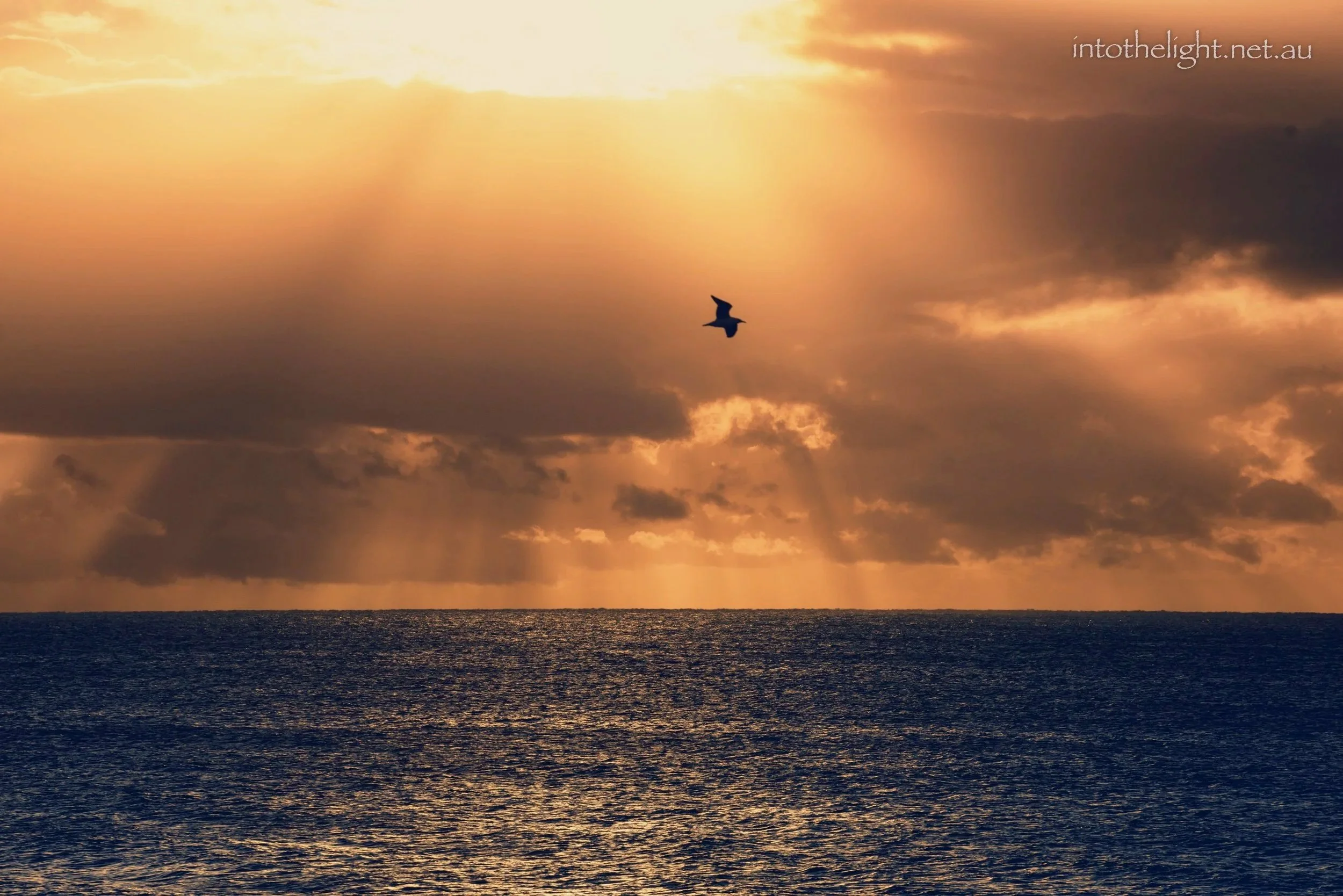 DBar-Bird+sunrise.jpg