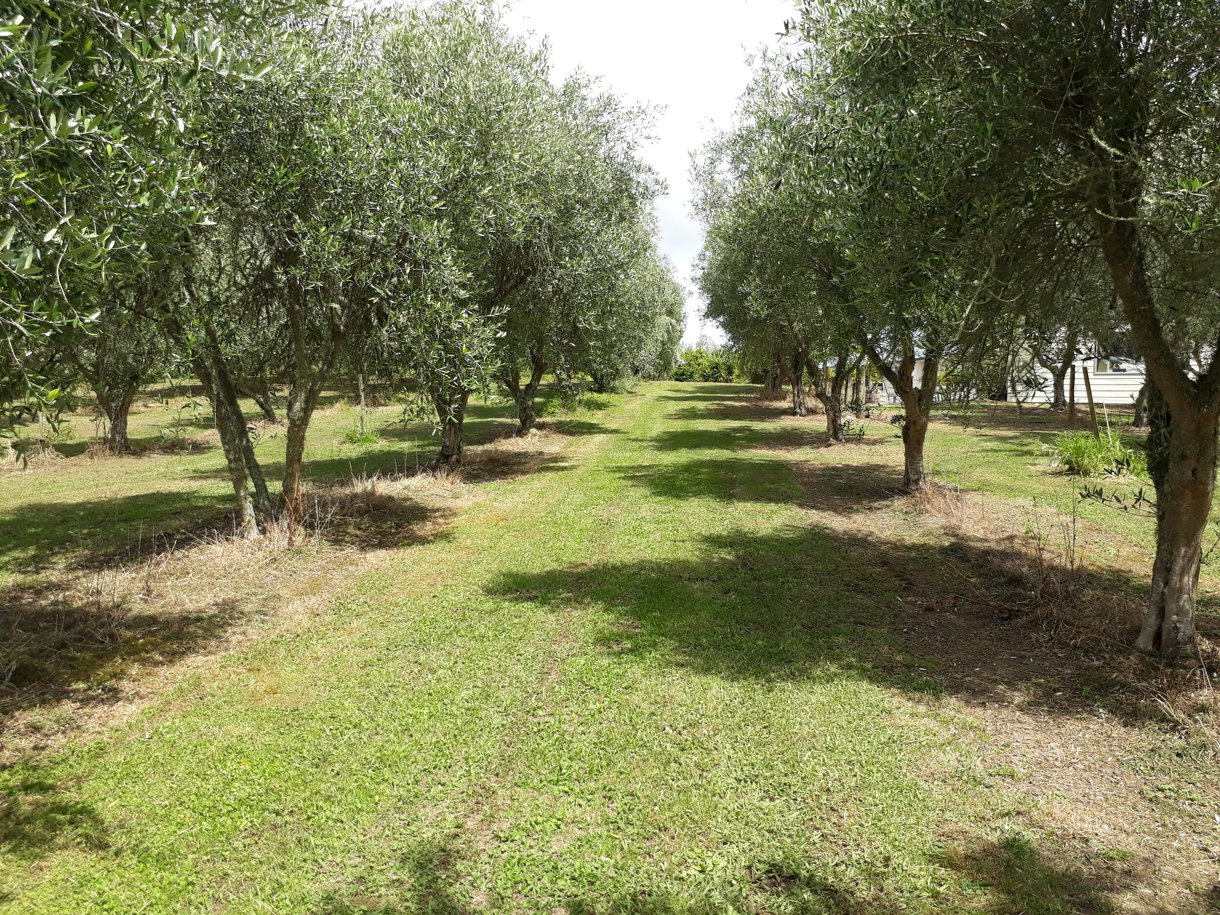 A View of the Olive Grove.jpg