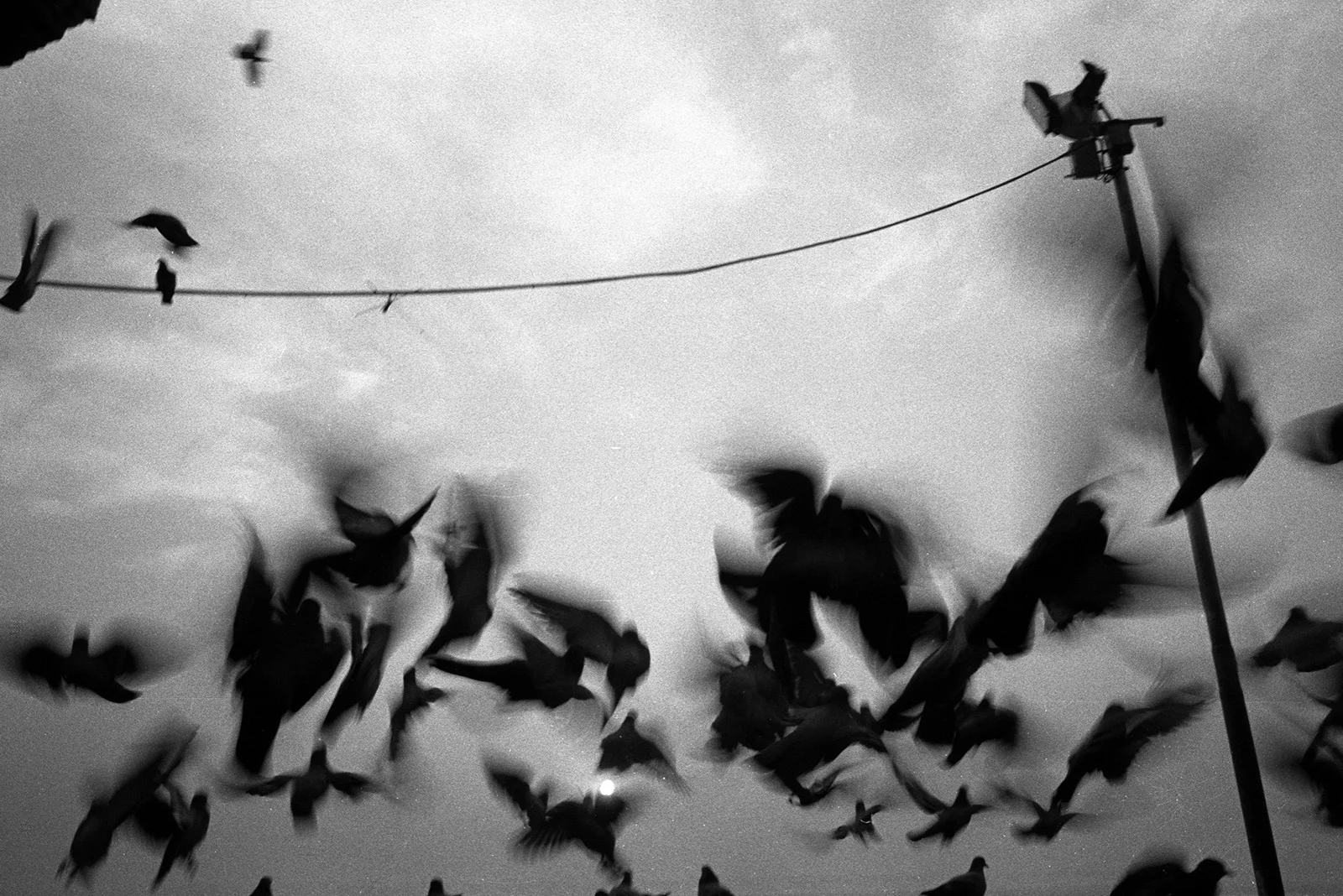 birds.jpg