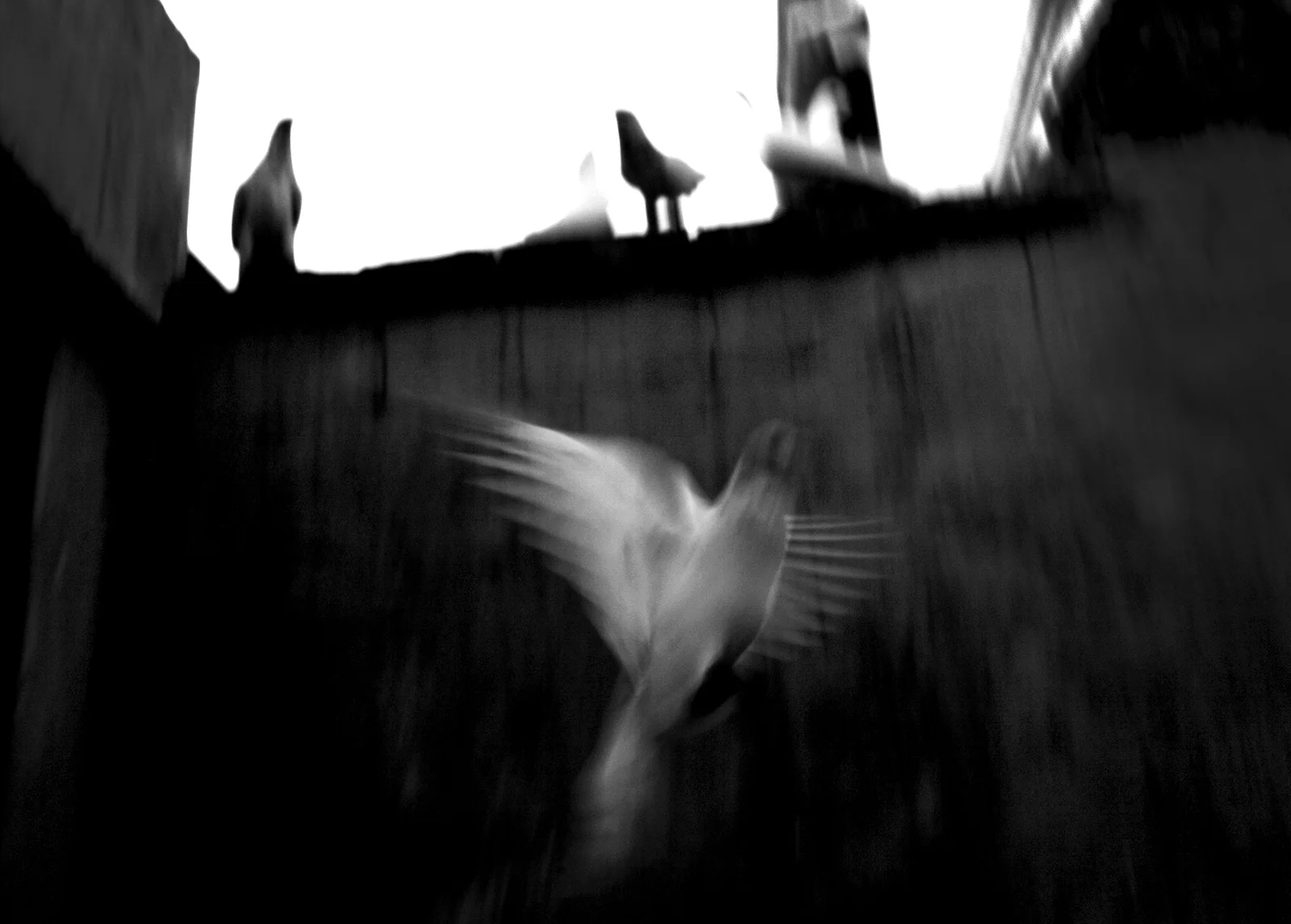 IMG_2066bw copy.jpg
