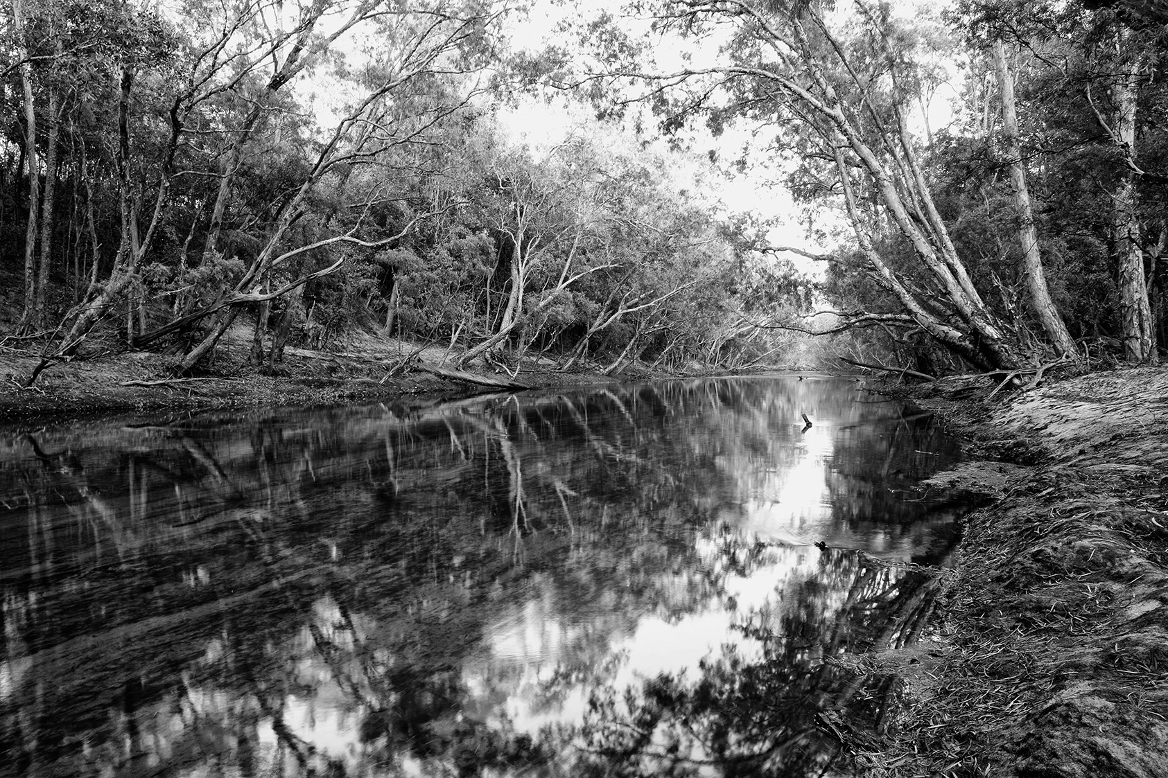 Wenlock River, Cape York