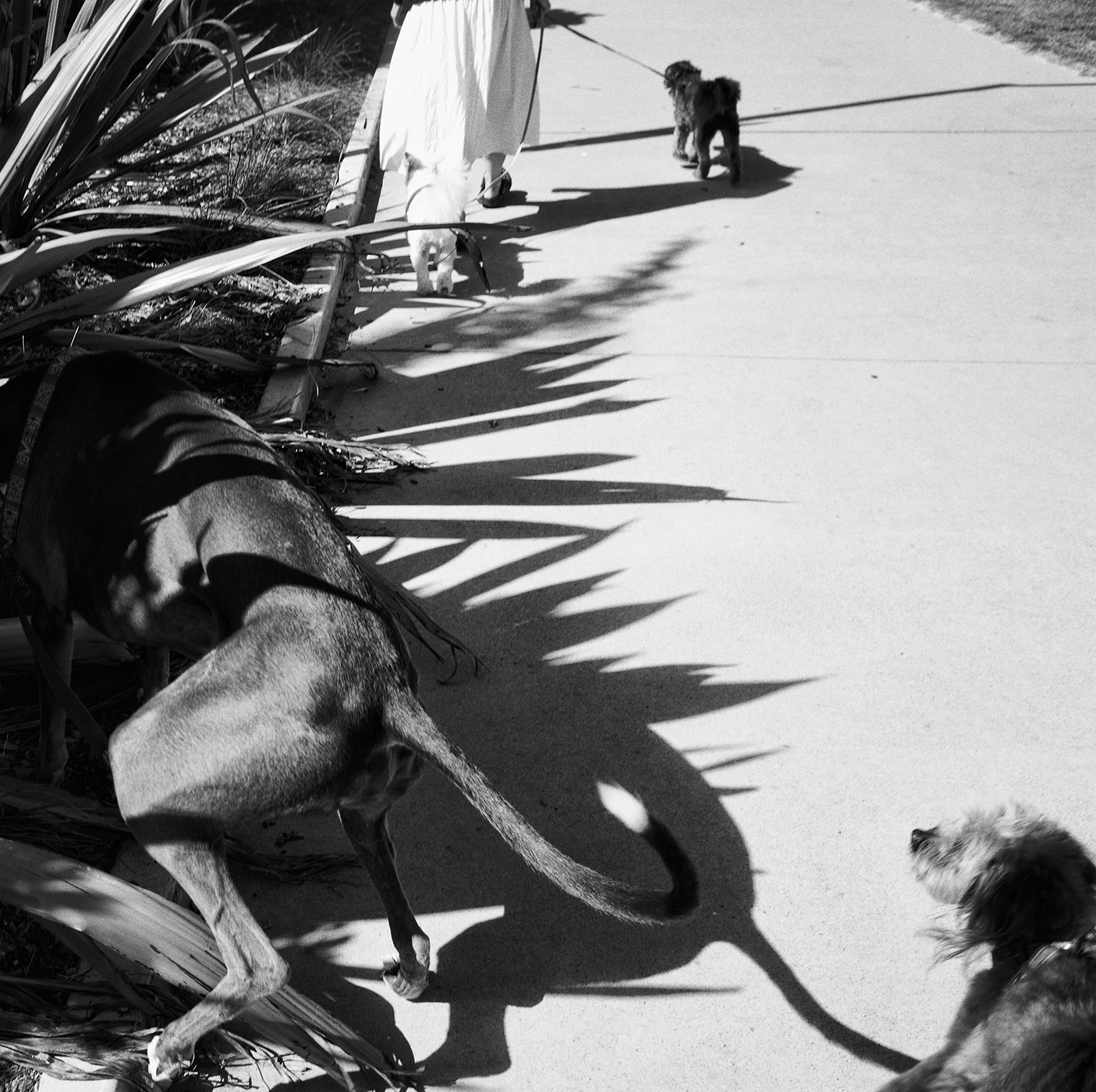"Dogs, Palm Beach" © Russell Shakespeare 2016