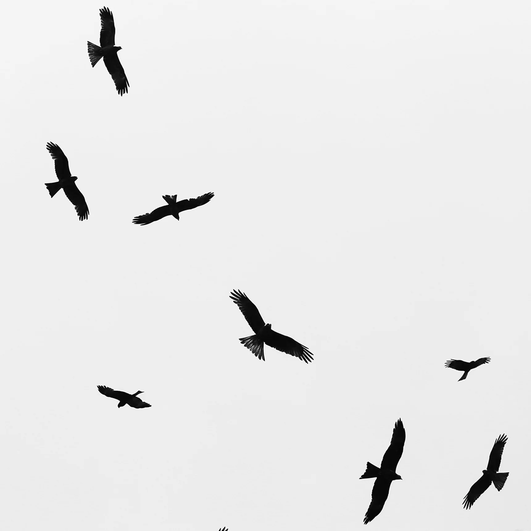 birds.jpg