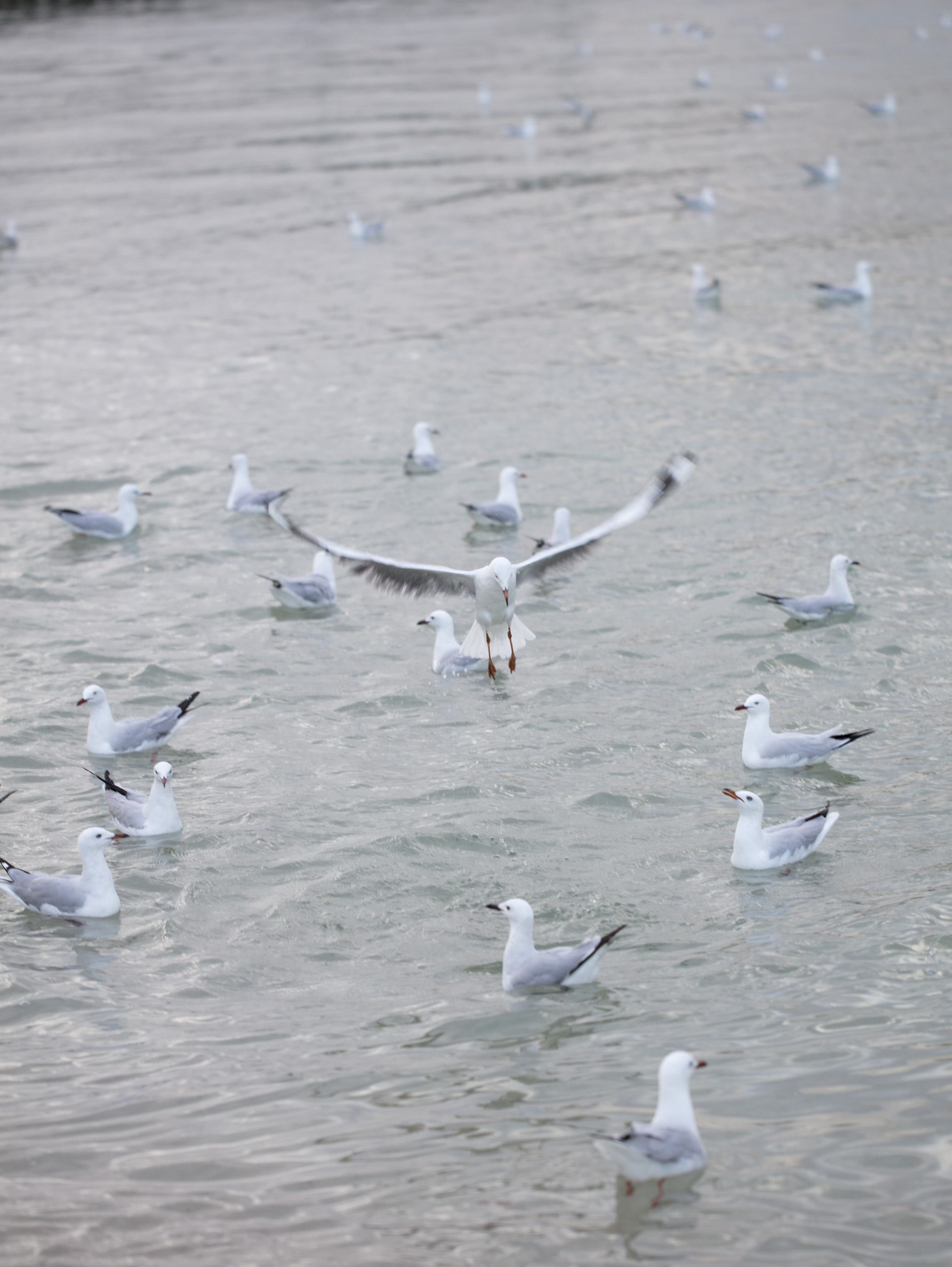  Seagulls in Tallebudgera Creek 