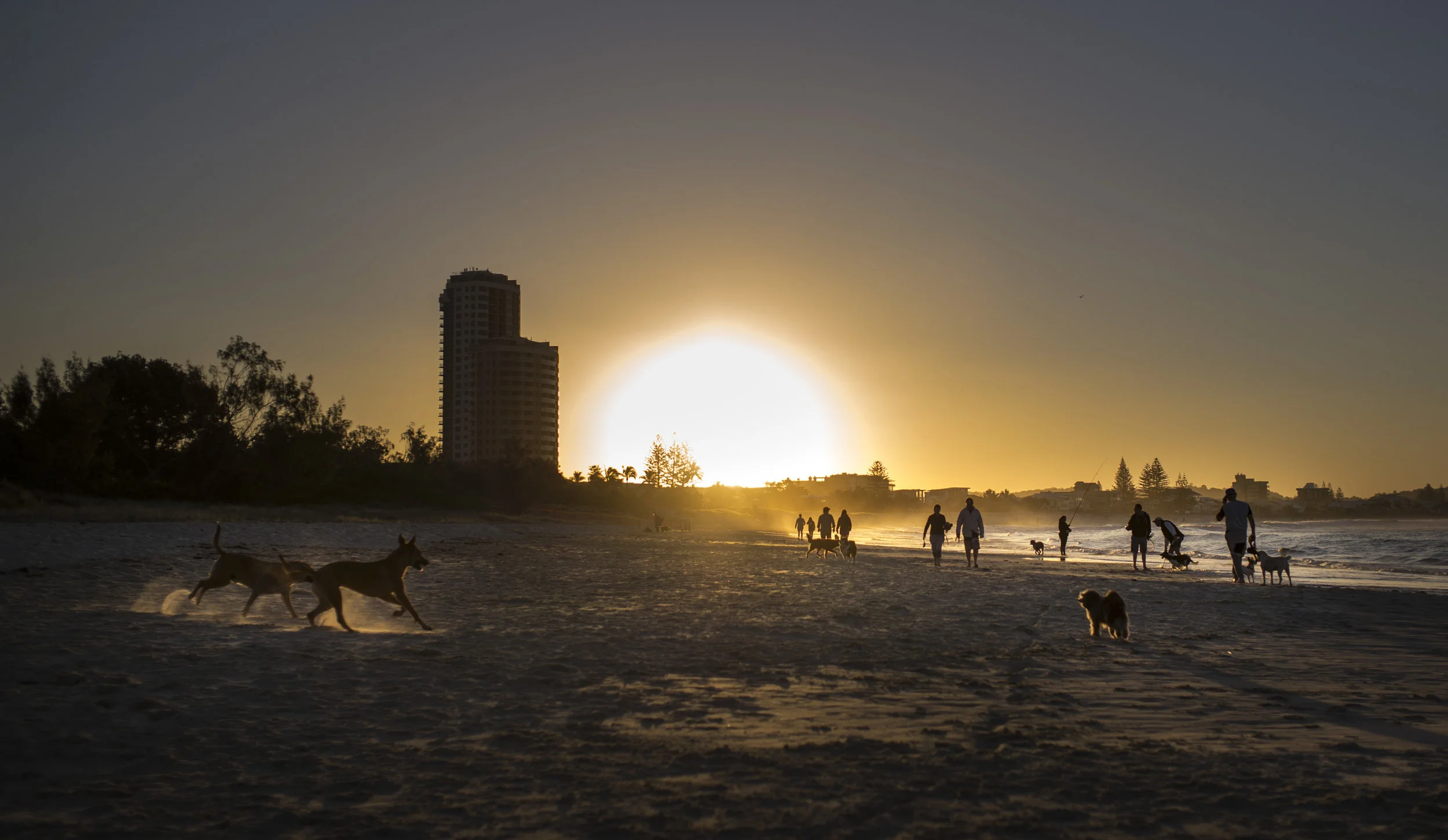 Dog friendly Beach, Palm Beach,Gold Coast, Qld, Australia