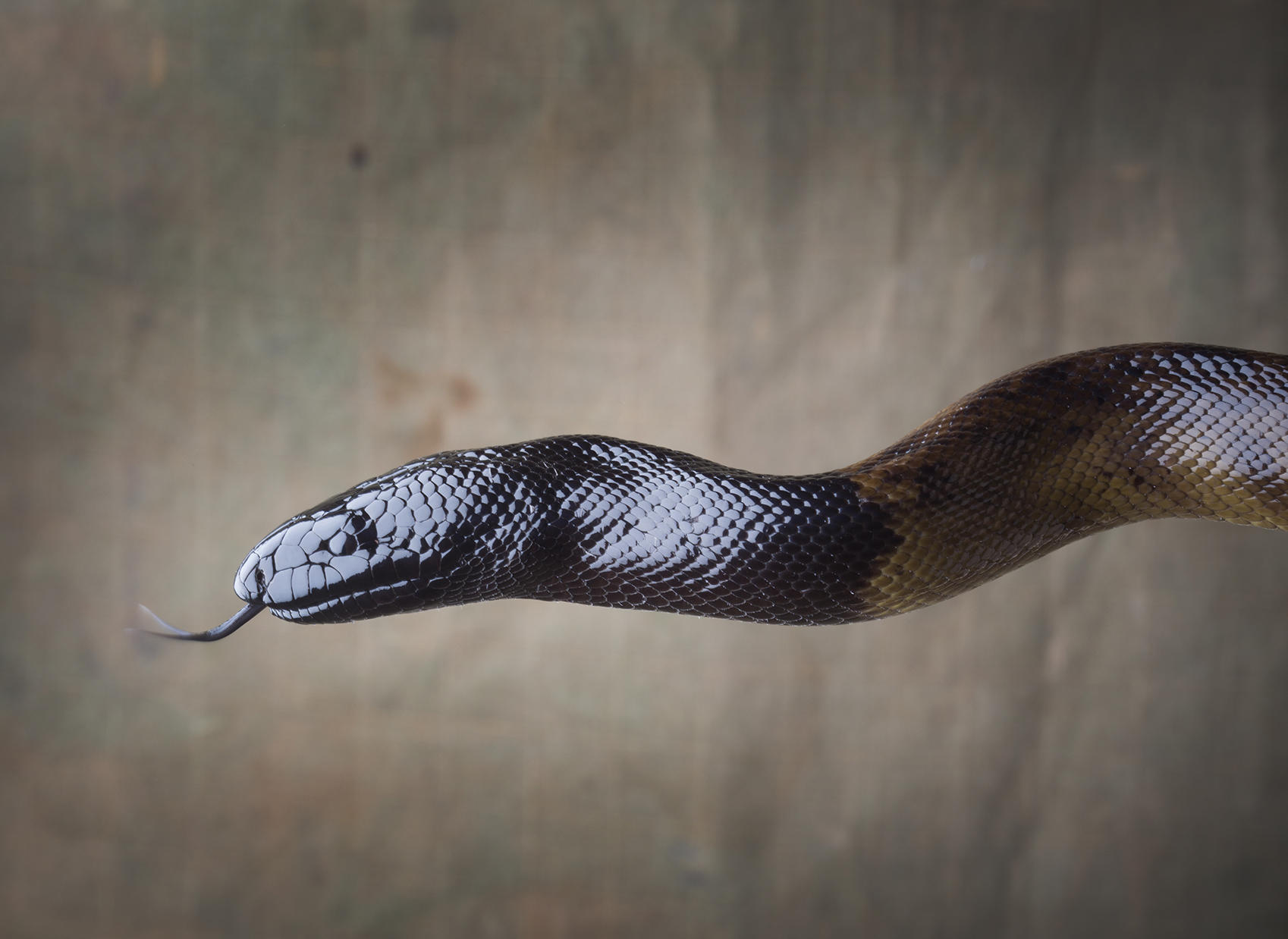  Black Headed Python,  Steve Irwin Wildlife Reserve, Cape York, Australia.  © Russell Shakespeare/Australia Zoo 