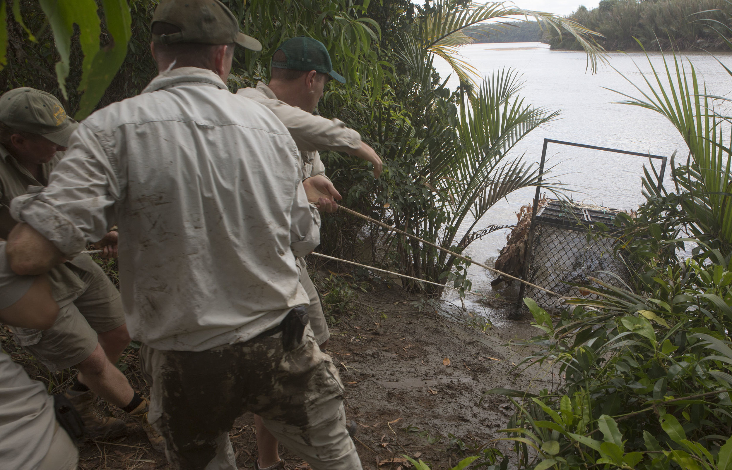  Crocodile Team all helping to pull the 15.5foot crocodile (in the floating trap onto land)&nbsp;  Steve Irwin Wildlife Reserve, Cape York, Australia.  © Russell Shakespeare/Australia Zoo 