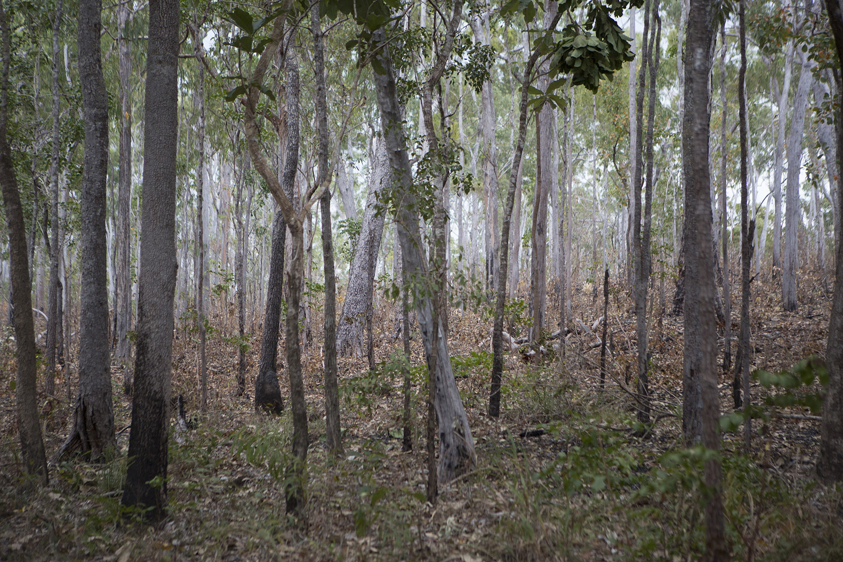  Bushland near Bluebottle Springs,&nbsp;  Steve Irwin Wildlife Reserve, Cape York, Australia.  © Russell Shakespeare/Australia Zoo 