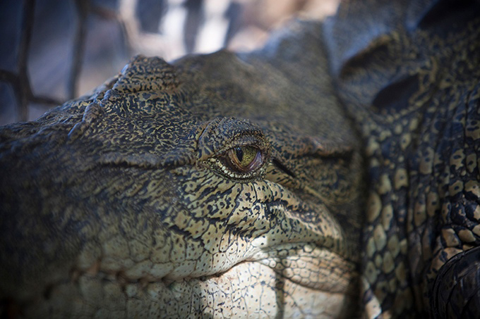  Steve Irwin Wildlife Reserve, Cape York, Australia.  © Russell Shakespeare/Australia Zoo 