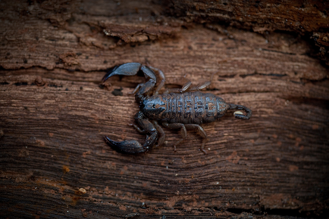 Scorpion,&nbsp;  Steve Irwin Wildlife Reserve, Cape York, Australia.  © Russell Shakespeare/Australia Zoo 