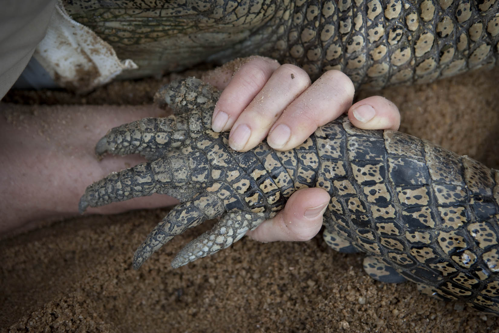  Steve Irwin Wildlife Reserve, Cape York, Australia.  © Russell Shakespeare/Australia Zoo 