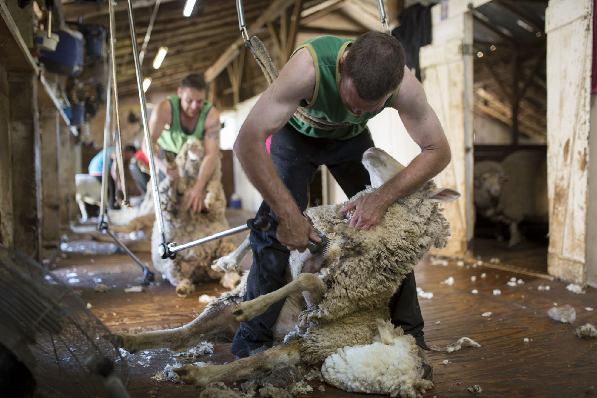  “CLICK GO THE SHEARS – FOR 175 YEARS” EVENT at Bungaree Station, South Australia.
Shearing Contractors for Neville Clarke, NJ & VI Clarke Shearing   