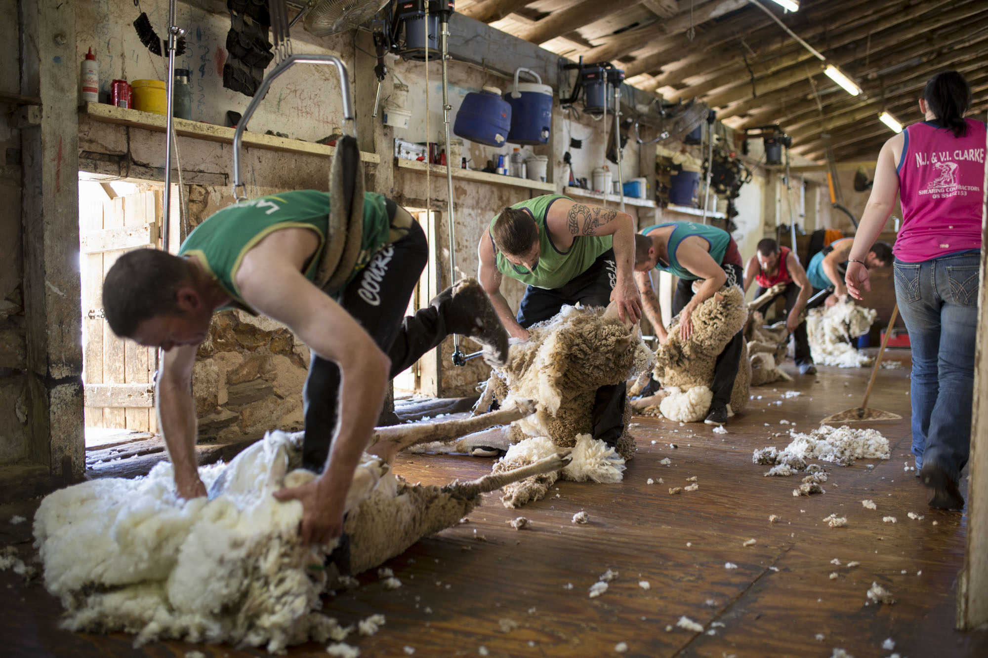  “CLICK GO THE SHEARS – FOR 175 YEARS” EVENT at Bungaree Station, South Australia.
Shearing Contractors for Neville Clarke, NJ & VI Clarke Shearing   