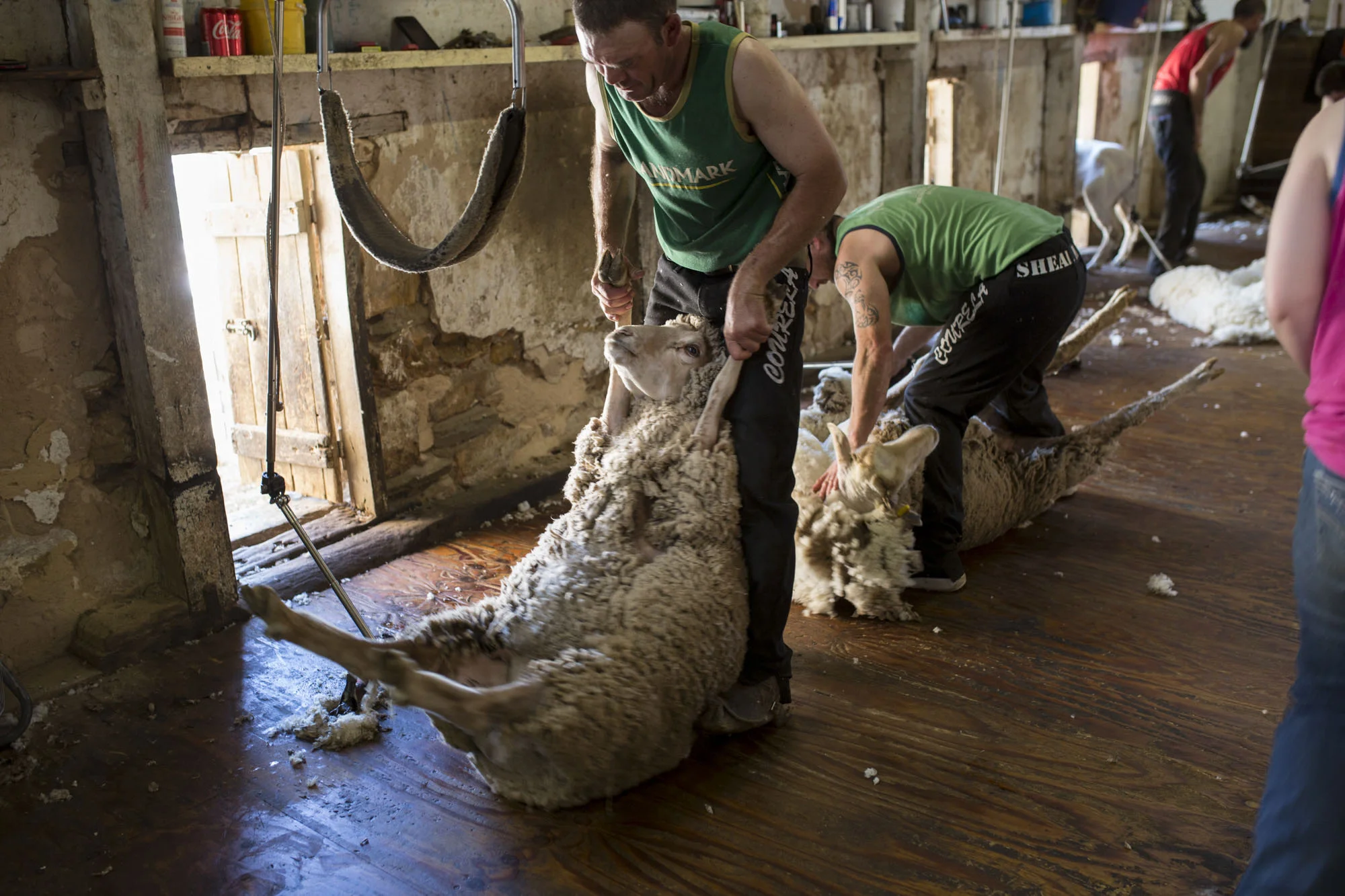 “CLICK GO THE SHEARS – FOR 175 YEARS” EVENT at Bungaree Station, South Australia.
Shearing Contractors for Neville Clarke, NJ & VI Clarke Shearing