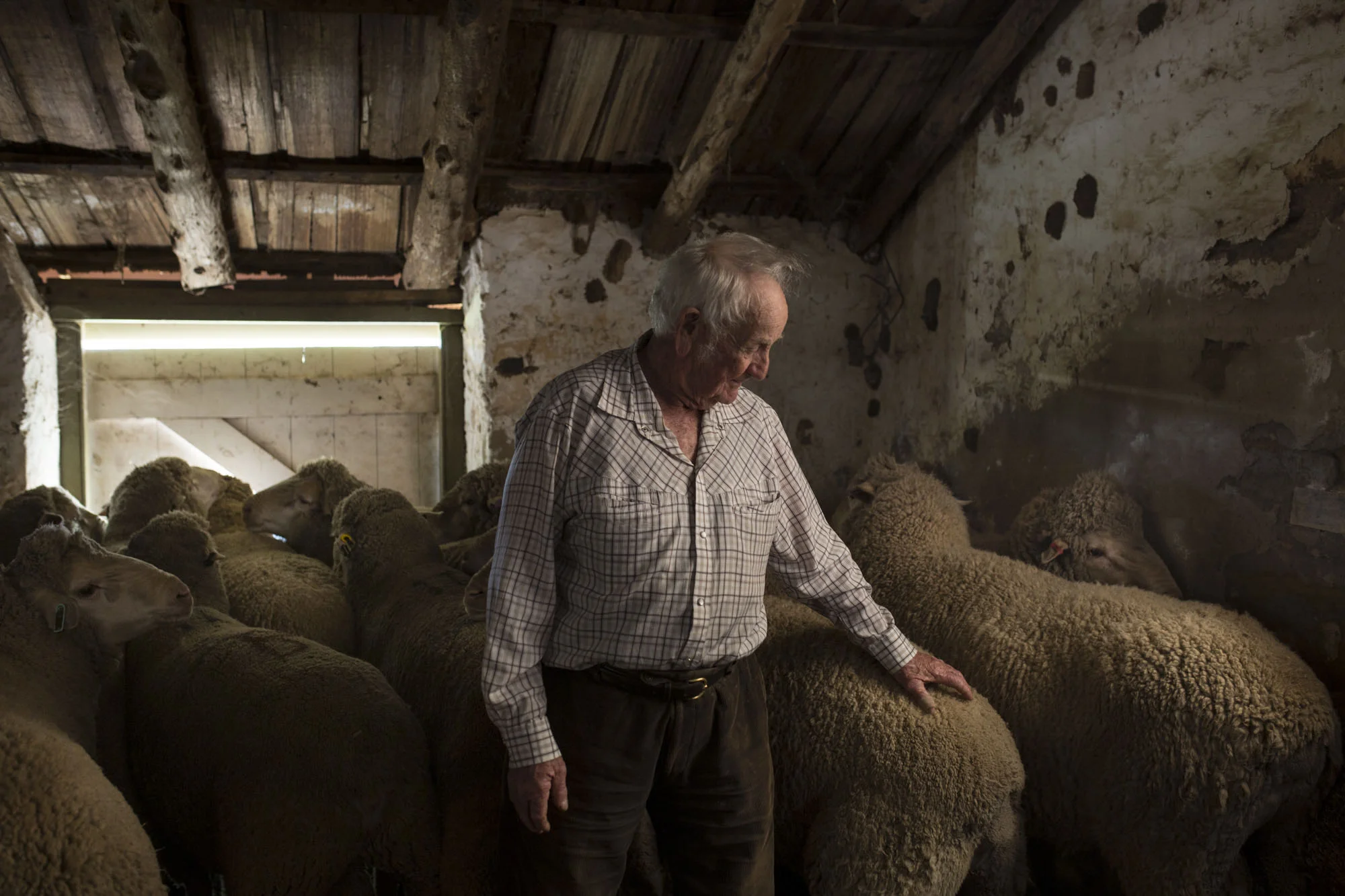 “CLICK GO THE SHEARS – FOR 175 YEARS” EVENT at Bungaree Station, South Australia. Johnny Bruce 88years old who worked on the station as a stockman Has been working with sheep since 1943