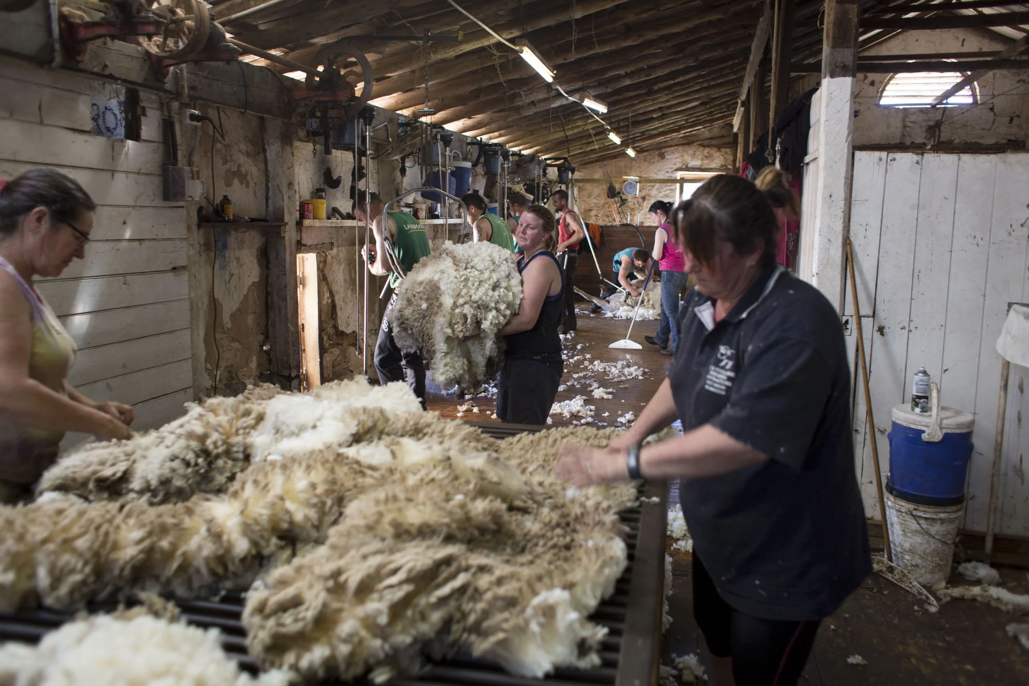 “CLICK GO THE SHEARS – FOR 175 YEARS” EVENT at Bungaree Station, South Australia.
Shearing Contractors for Neville Clarke, NJ & VI Clarke Shearing