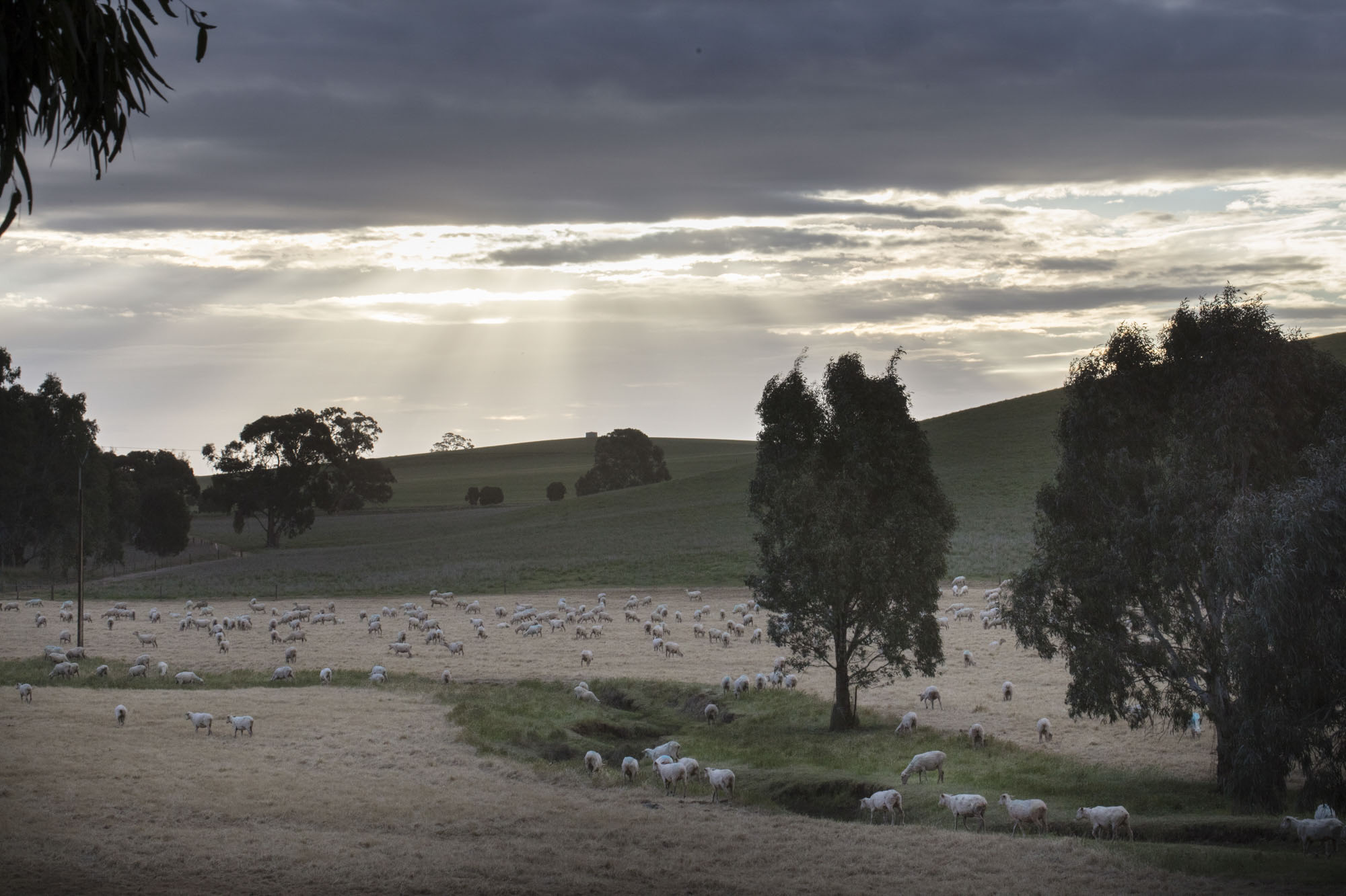  “CLICK GO THE SHEARS – FOR 175 YEARS” EVENT at Bungaree Station, South Australia. 