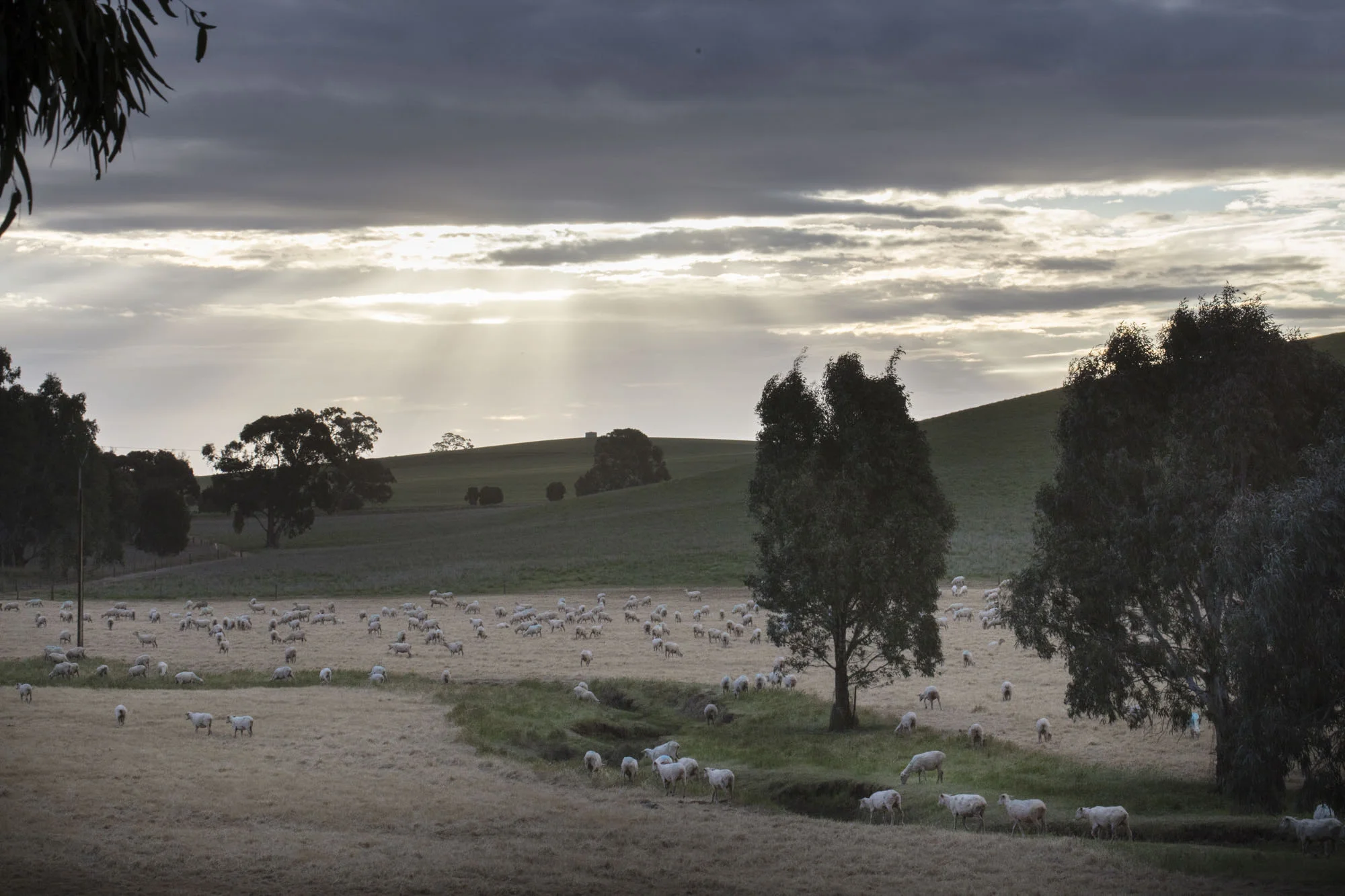 “CLICK GO THE SHEARS – FOR 175 YEARS” EVENT at Bungaree Station, South Australia.